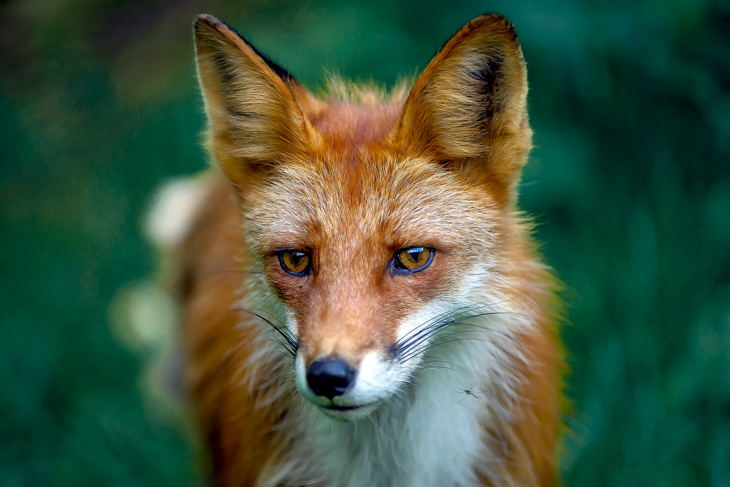 Камчатские лисы в естественной среде. Репортажная съемка в Москве и области. Анималистика