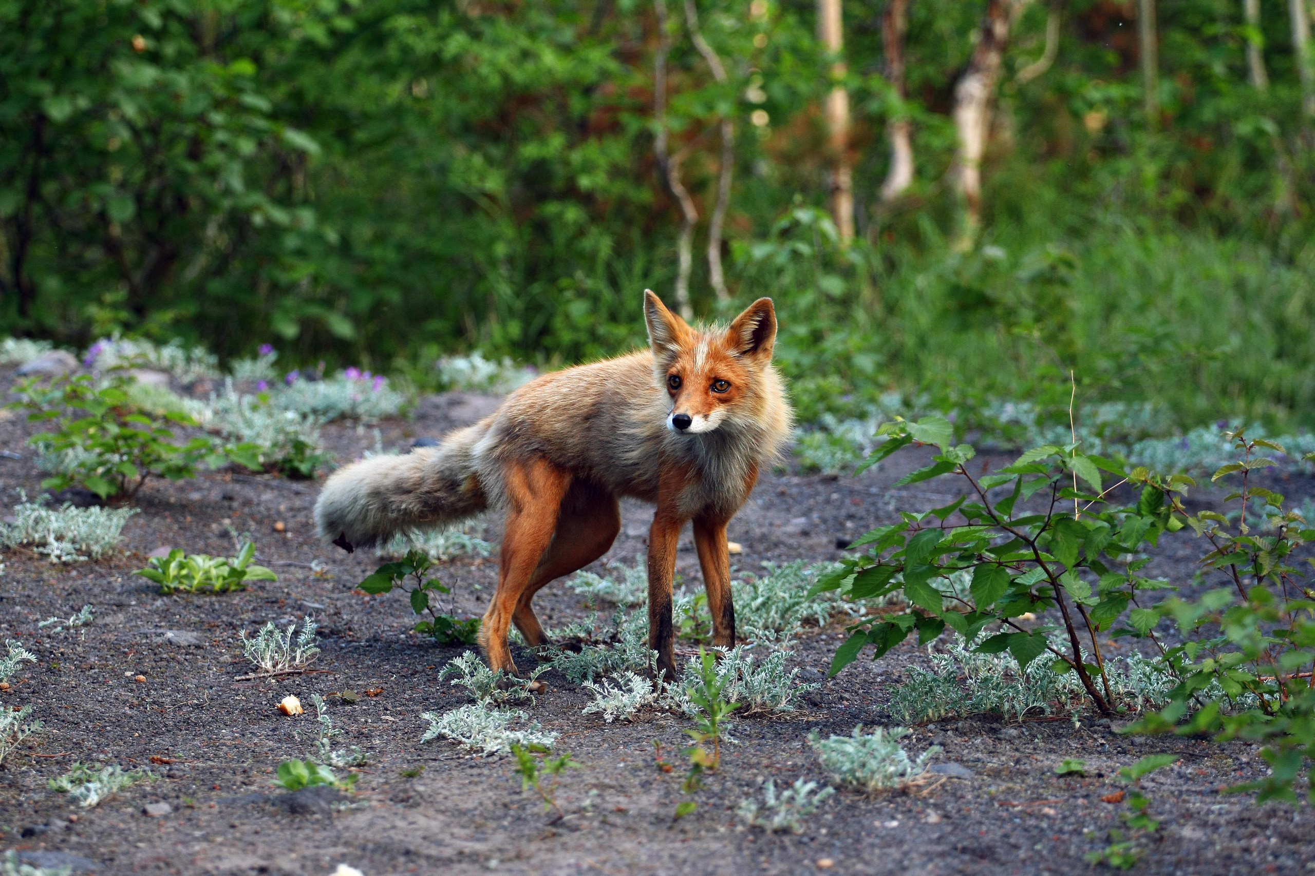 Камчатские лисы в естественной среде. Репортажная съемка в Москве и области. Анималистика