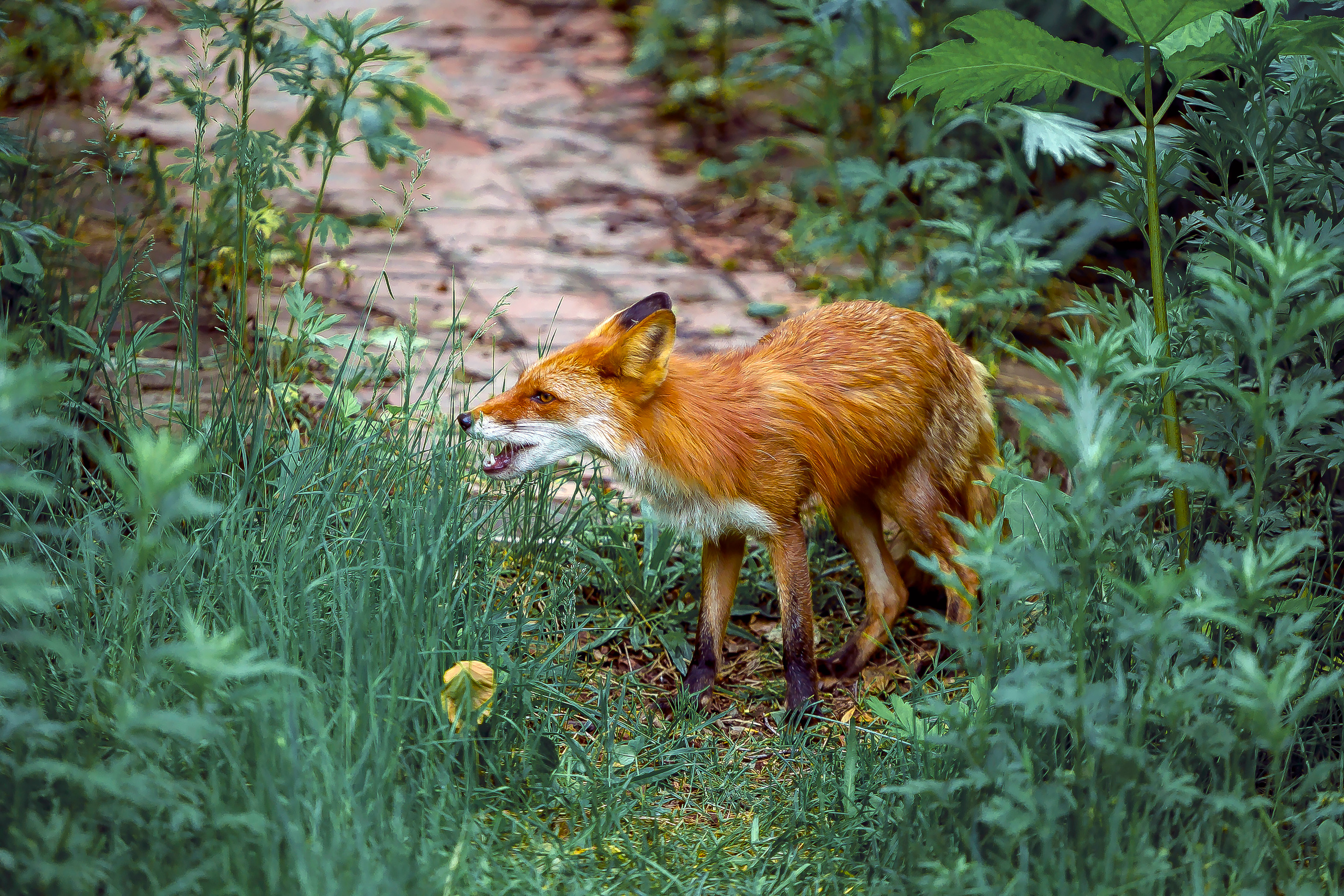 Камчатские лисы в естественной среде. Репортажная съемка в Москве и области. Анималистика