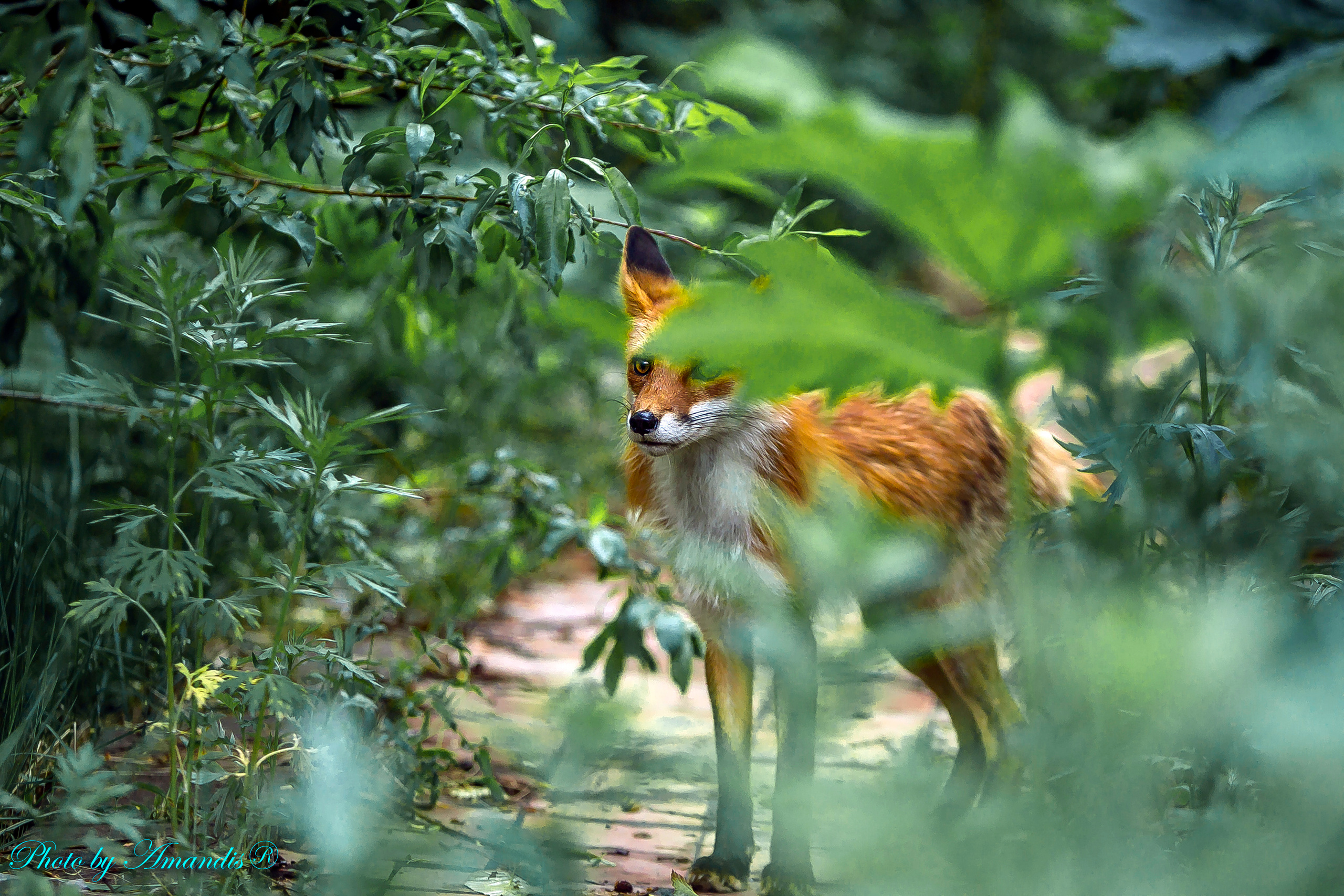 Камчатские лисы в естественной среде. Репортажная съемка в Москве и области. Анималистика