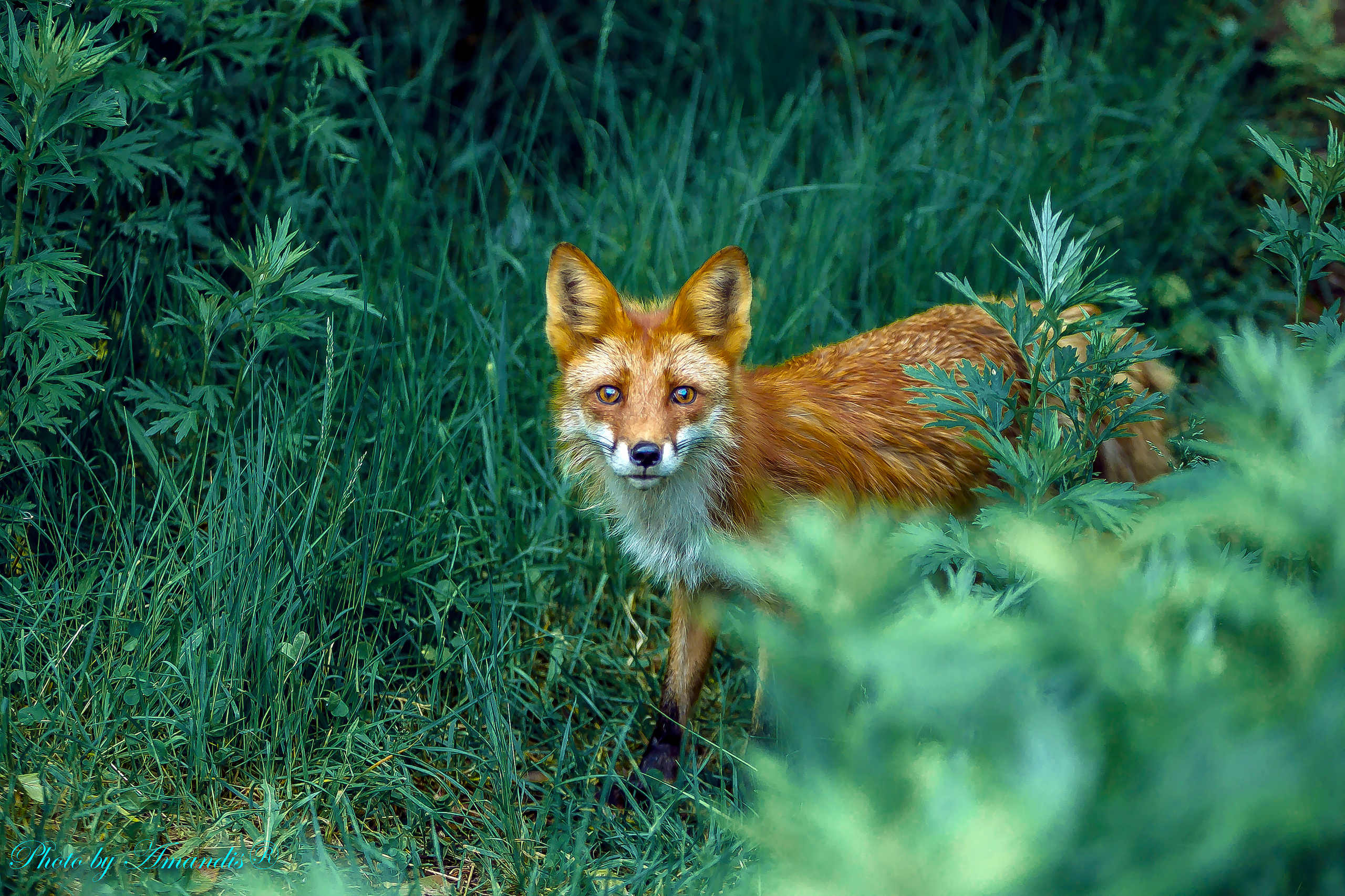 Камчатские лисы в естественной среде. Репортажная съемка в Москве и области. Анималистика