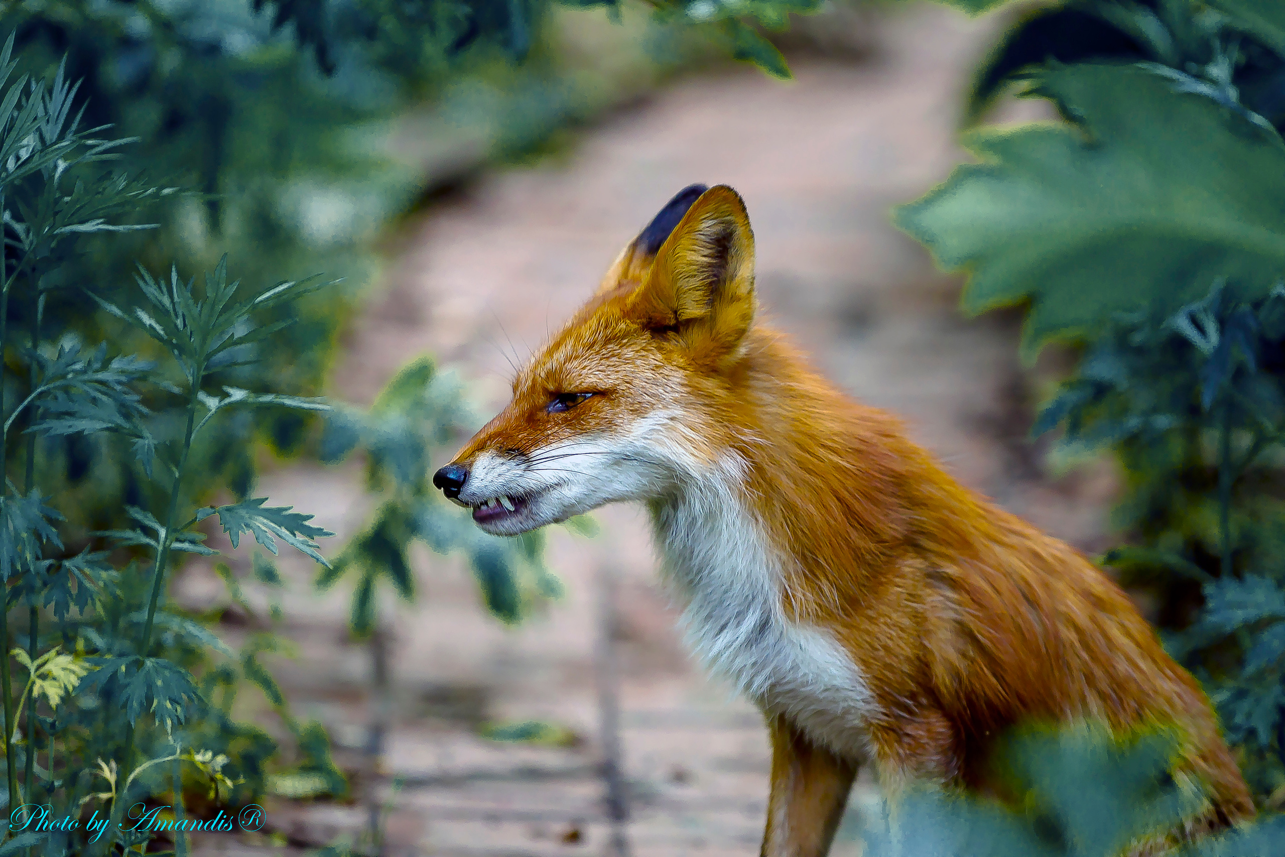 Камчатские лисы в естественной среде. Репортажная съемка в Москве и области. Анималистика
