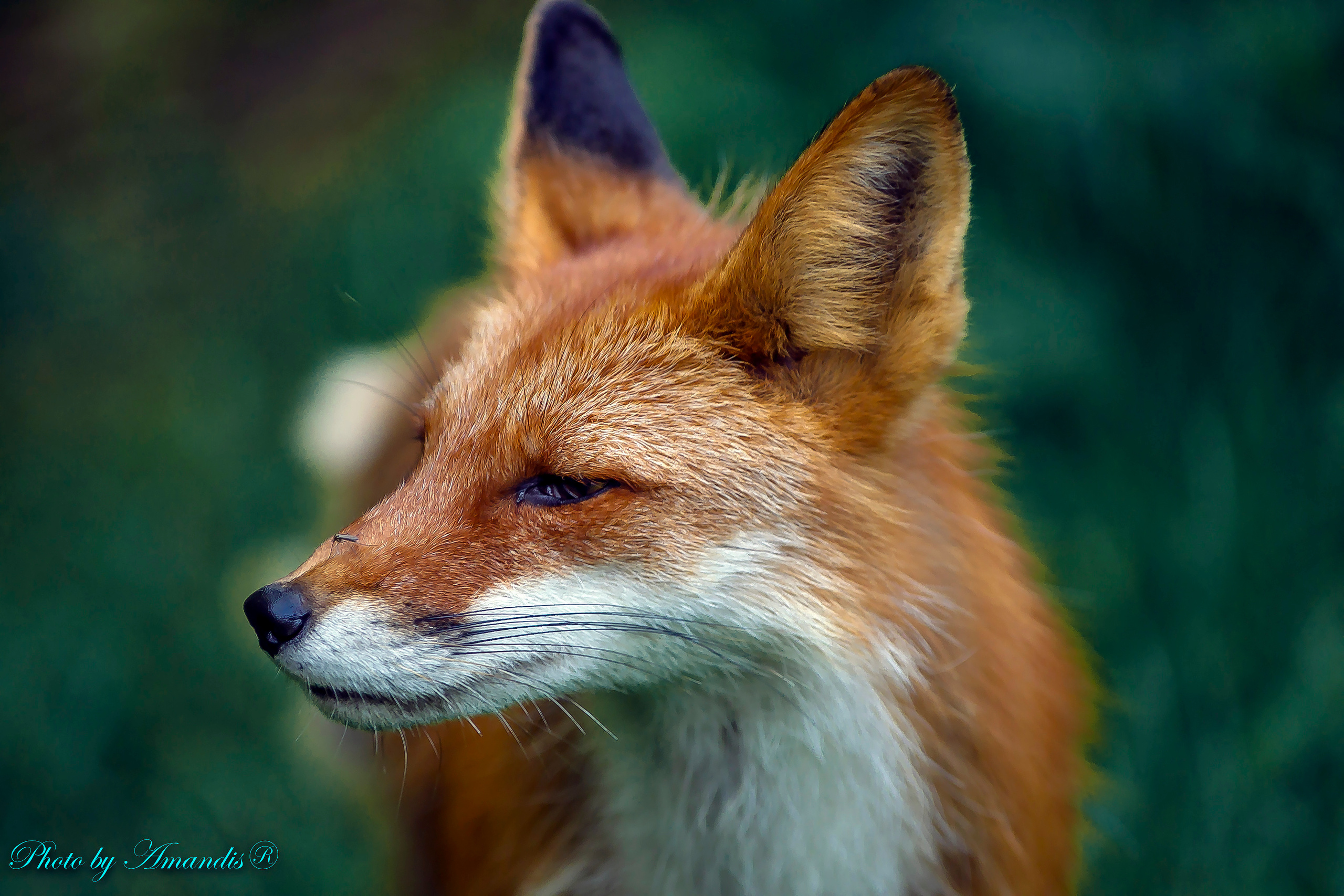 Камчатские лисы в естественной среде. Репортажная съемка в Москве и области. Анималистика