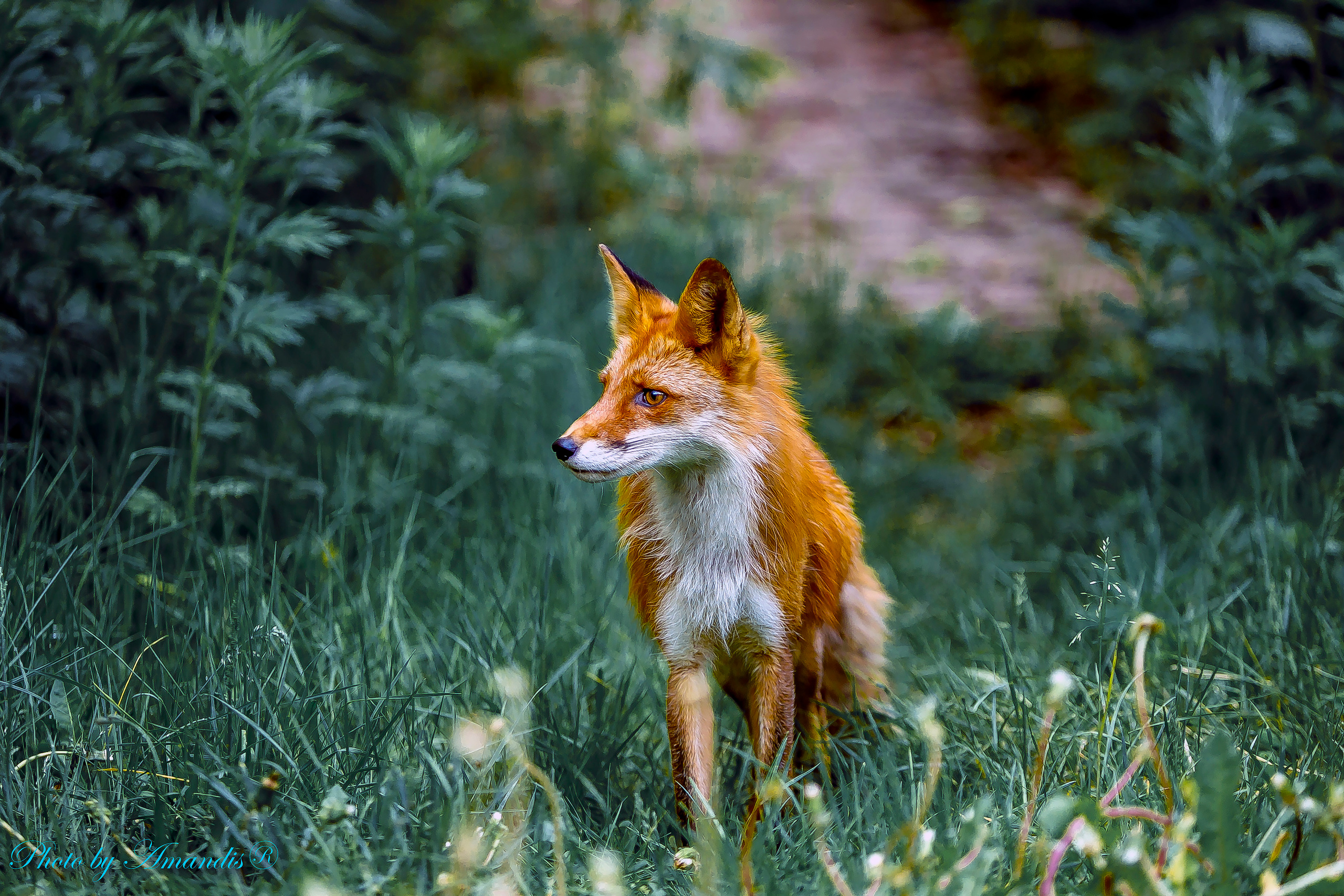 Камчатские лисы в естественной среде. Репортажная съемка в Москве и области. Анималистика