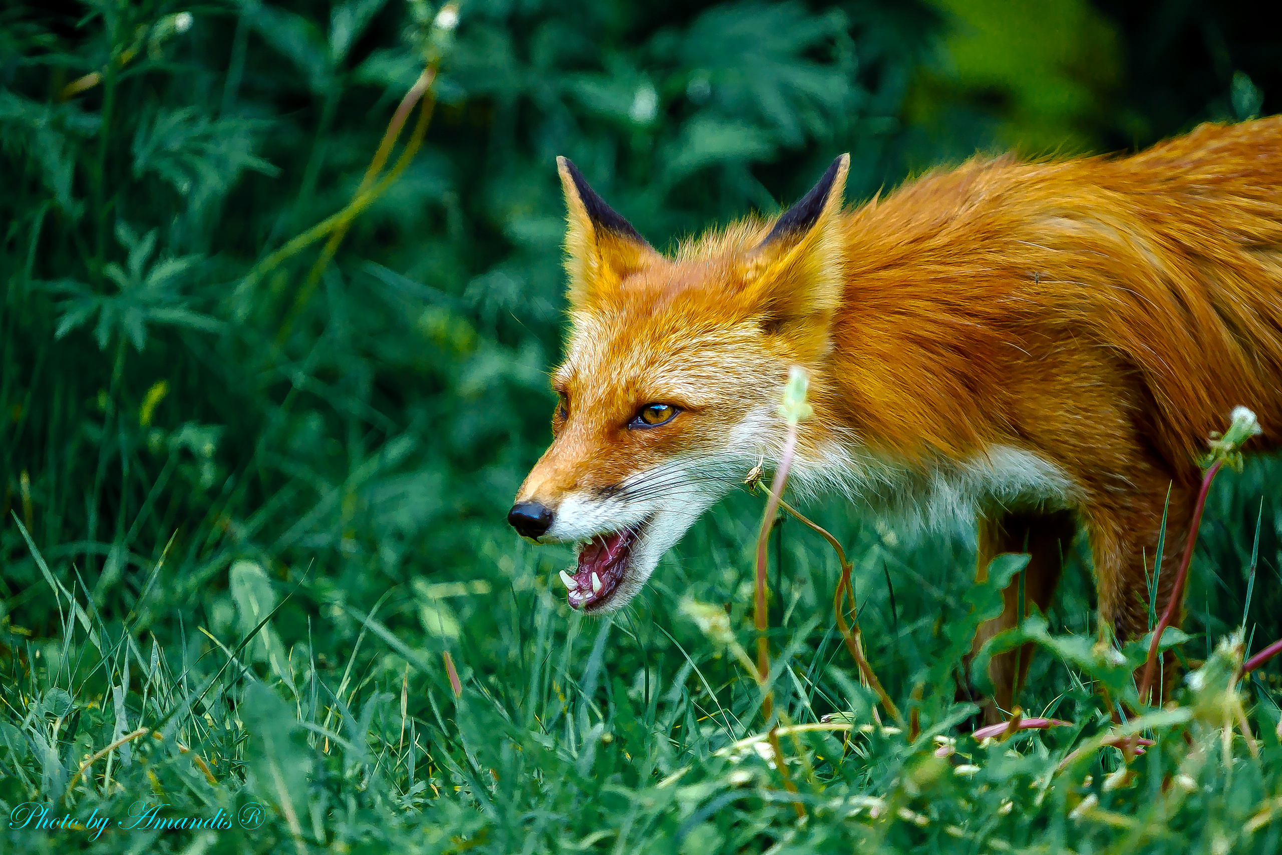 Камчатские лисы в естественной среде. Репортажная съемка в Москве и области. Анималистика
