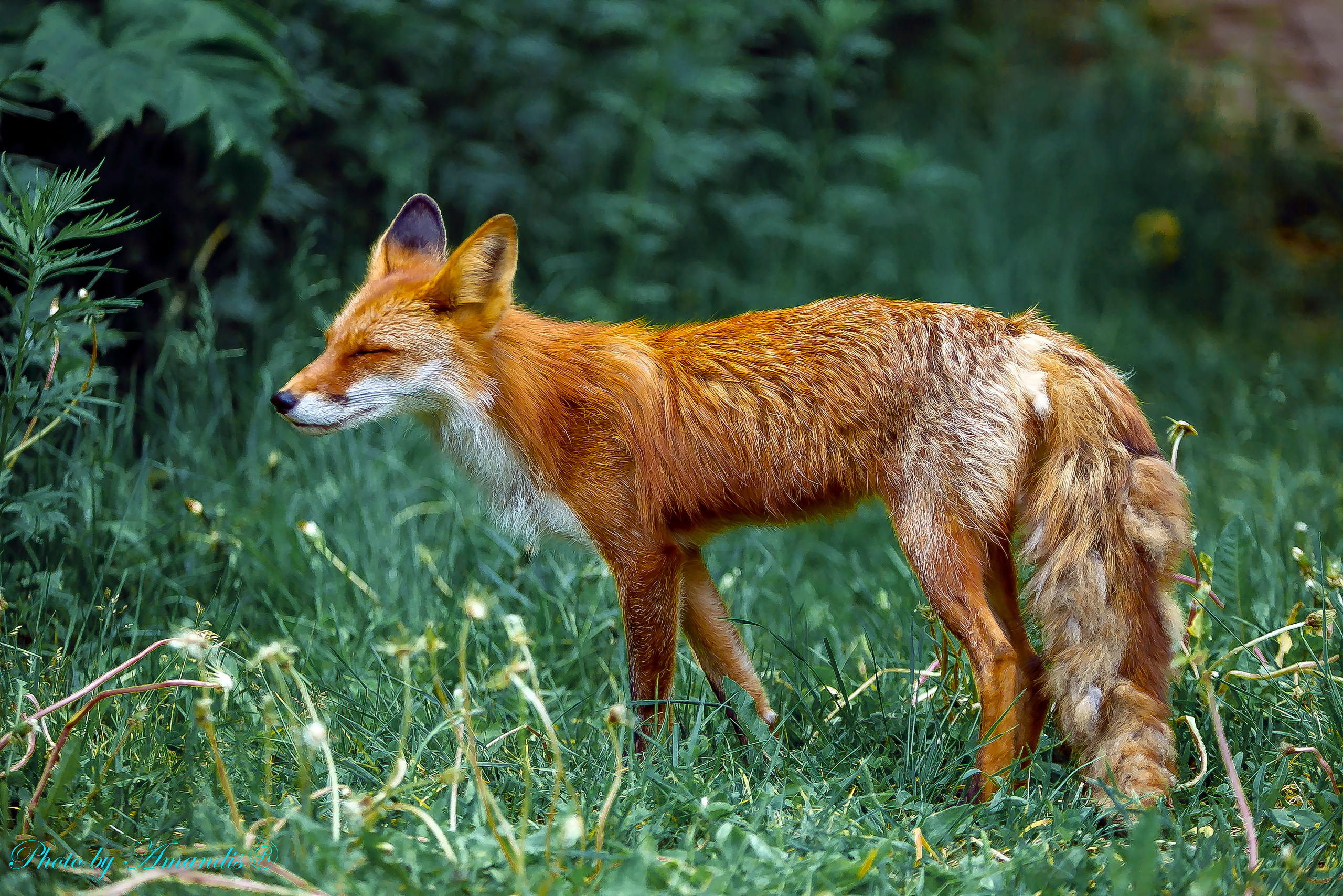 Камчатские лисы в естественной среде. Репортажная съемка в Москве и области. Анималистика