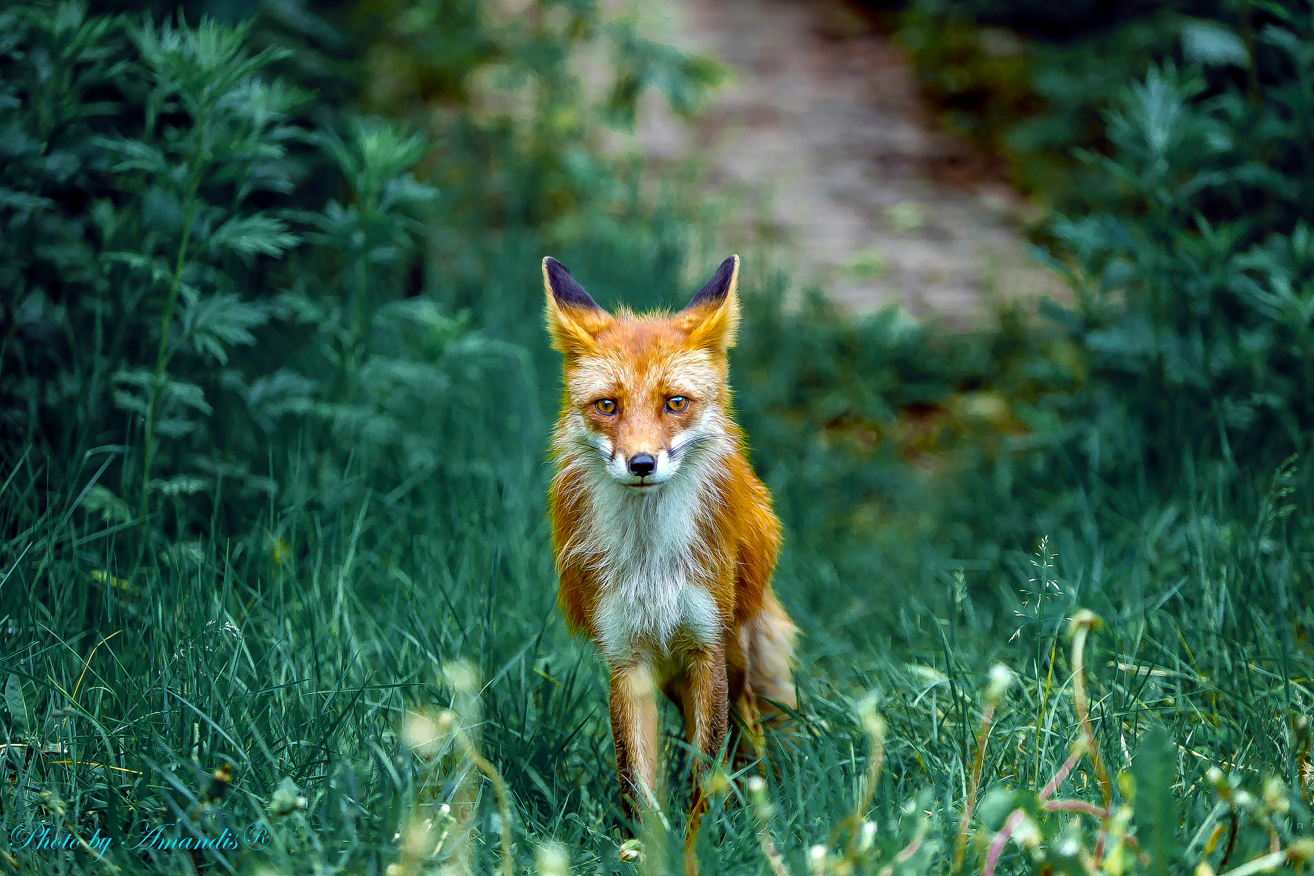 Камчатские лисы в естественной среде. Репортажная съемка в Москве и области. Анималистика