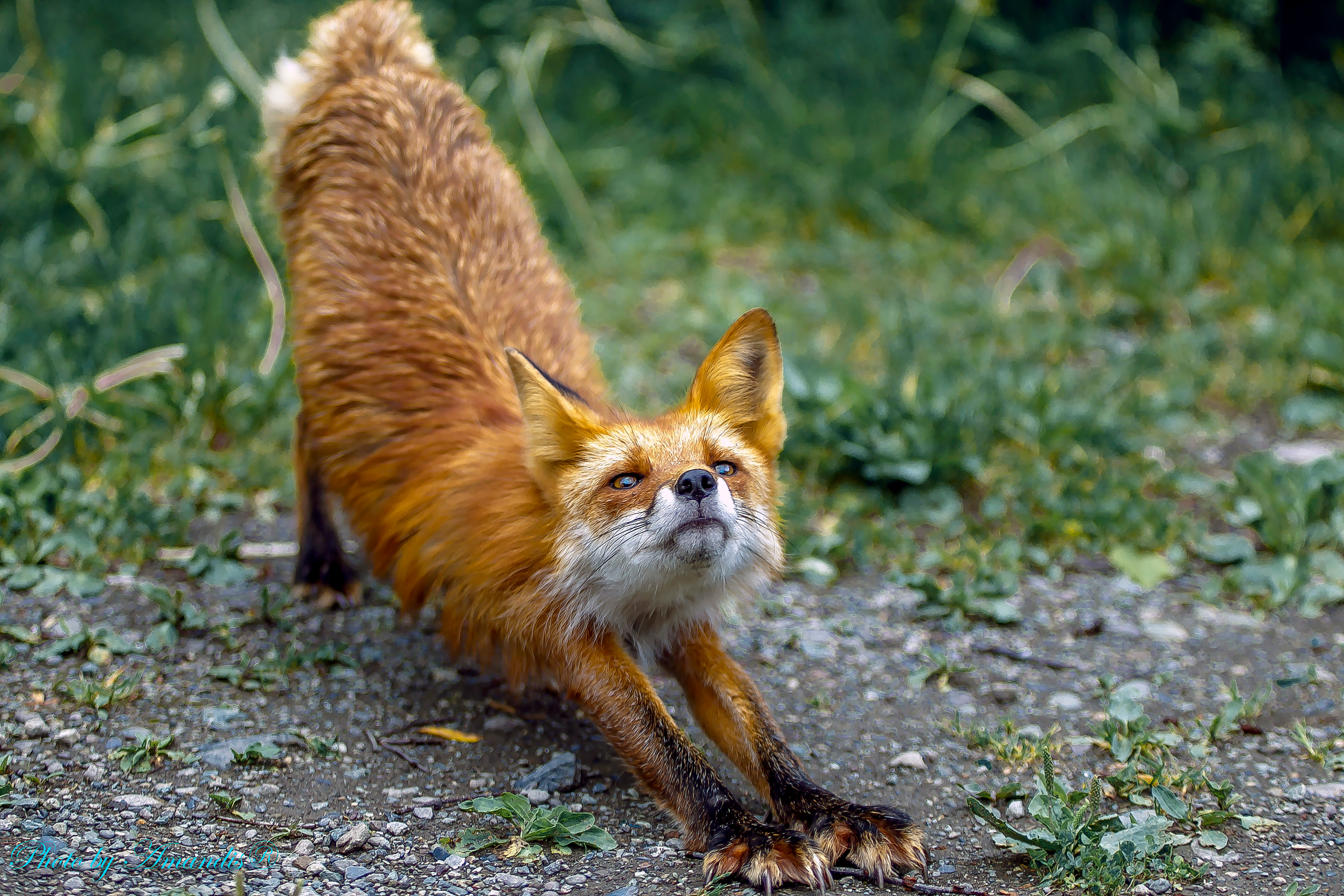 Камчатские лисы в естественной среде. Репортажная съемка в Москве и области. Анималистика