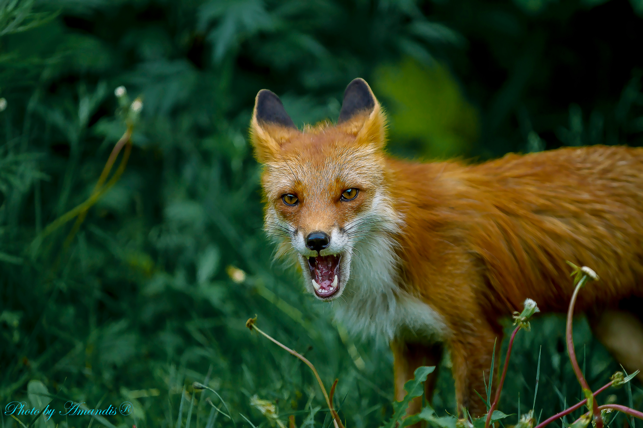 Камчатские лисы в естественной среде. Репортажная съемка в Москве и области. Анималистика