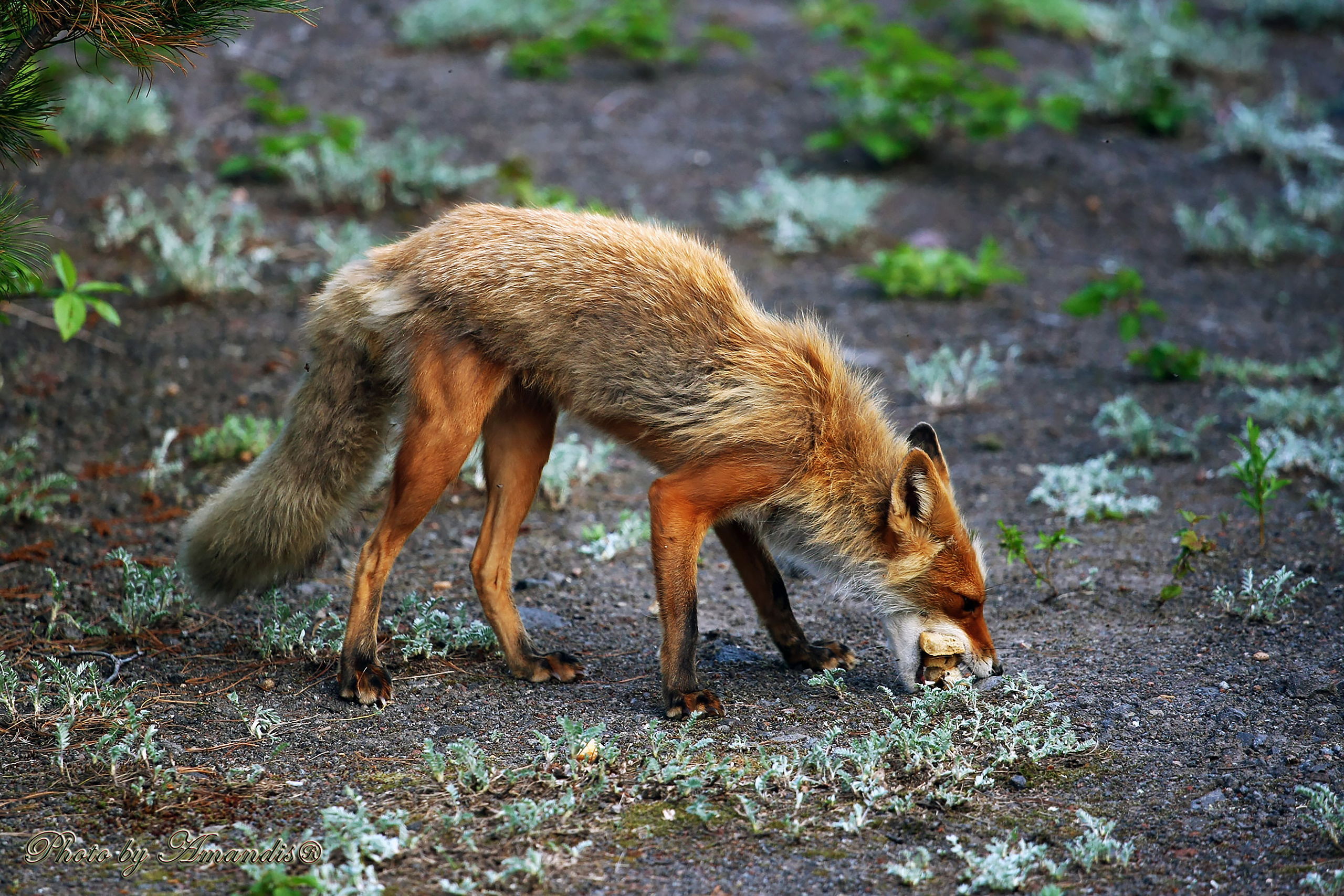 Камчатские лисы в естественной среде. Репортажная съемка в Москве и области. Анималистика