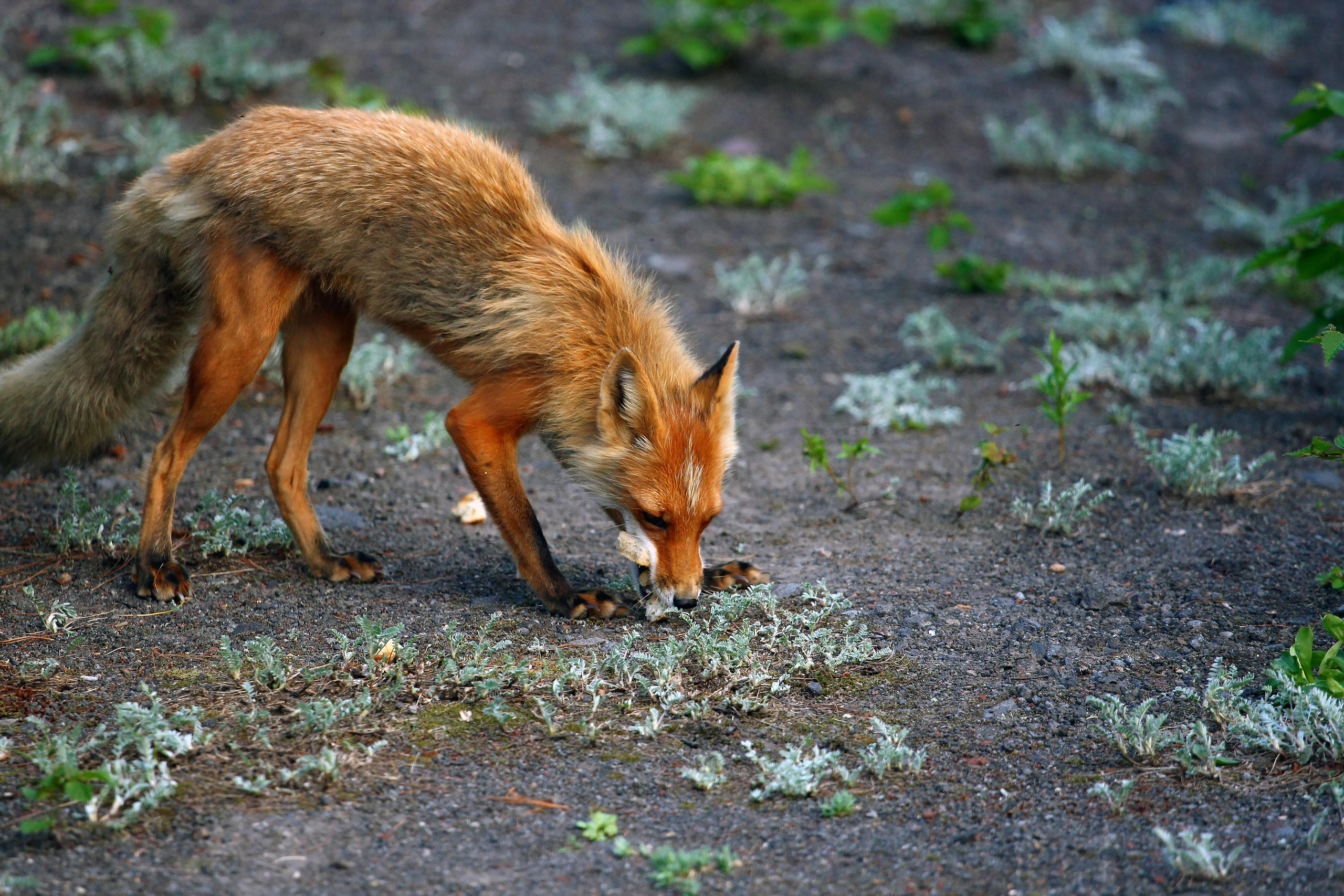 Камчатские лисы в естественной среде. Репортажная съемка в Москве и области. Анималистика