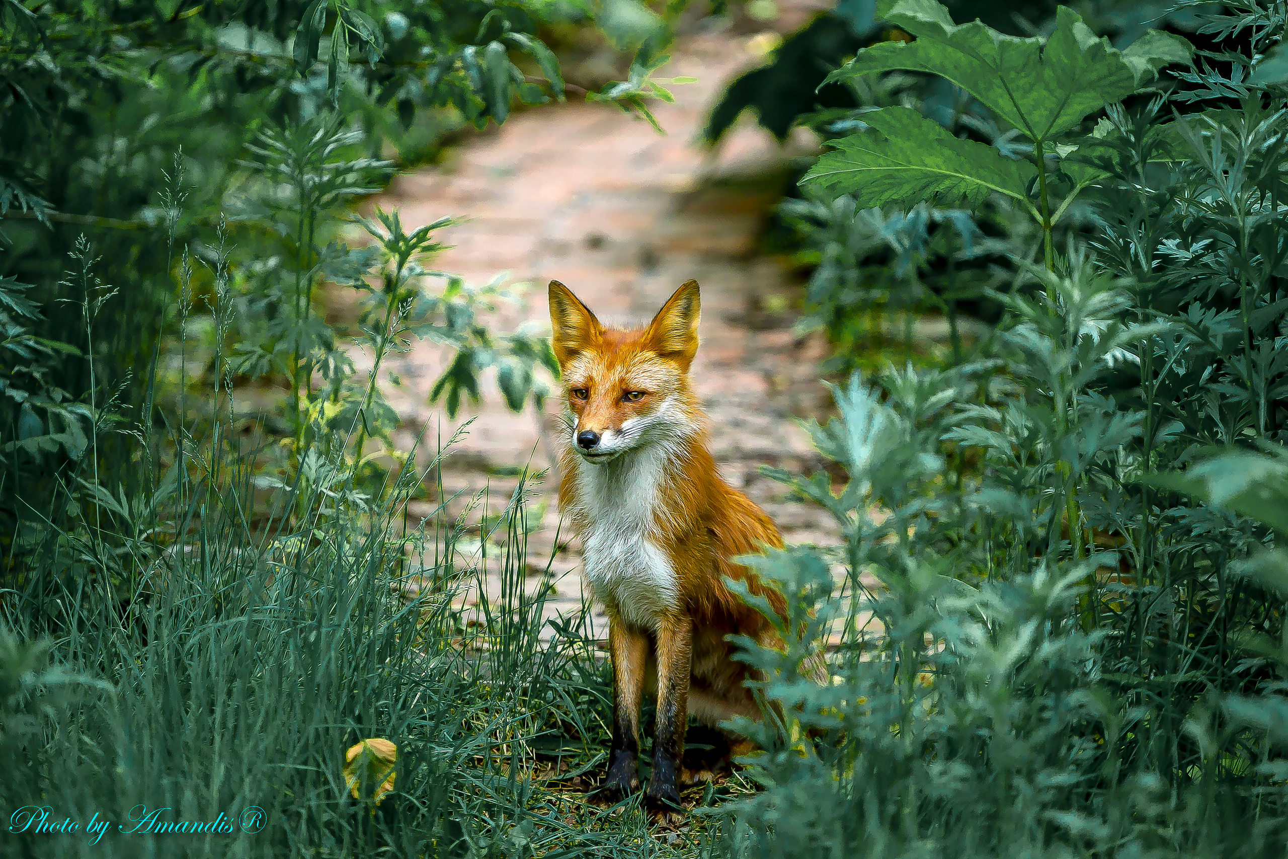 Камчатские лисы в естественной среде. Репортажная съемка в Москве и области. Анималистика