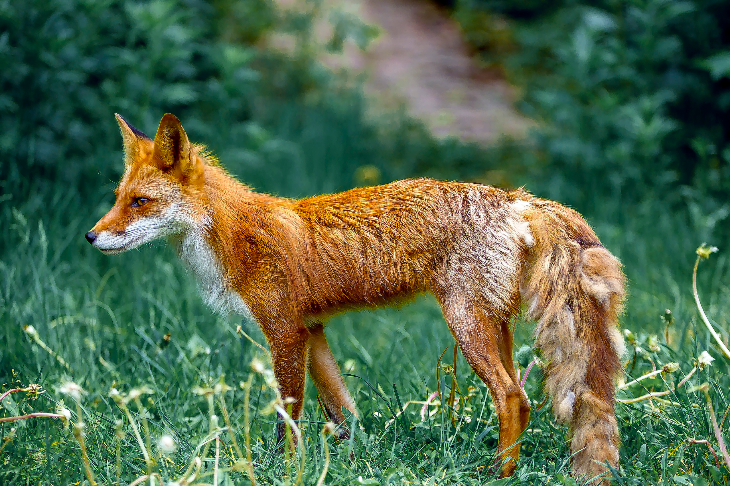 Камчатские лисы в естественной среде. Репортажная съемка в Москве и области. Анималистика