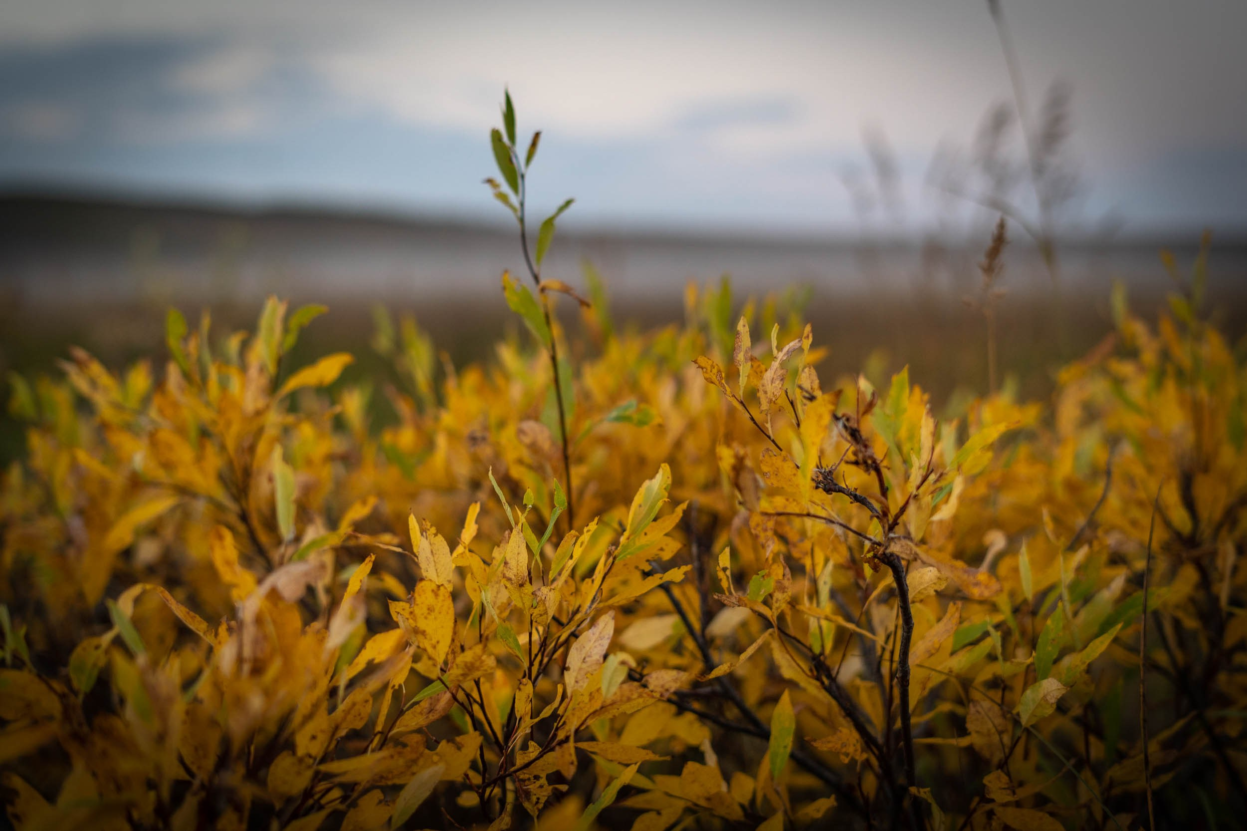 Осень. Фотограф Екатерина Зорина