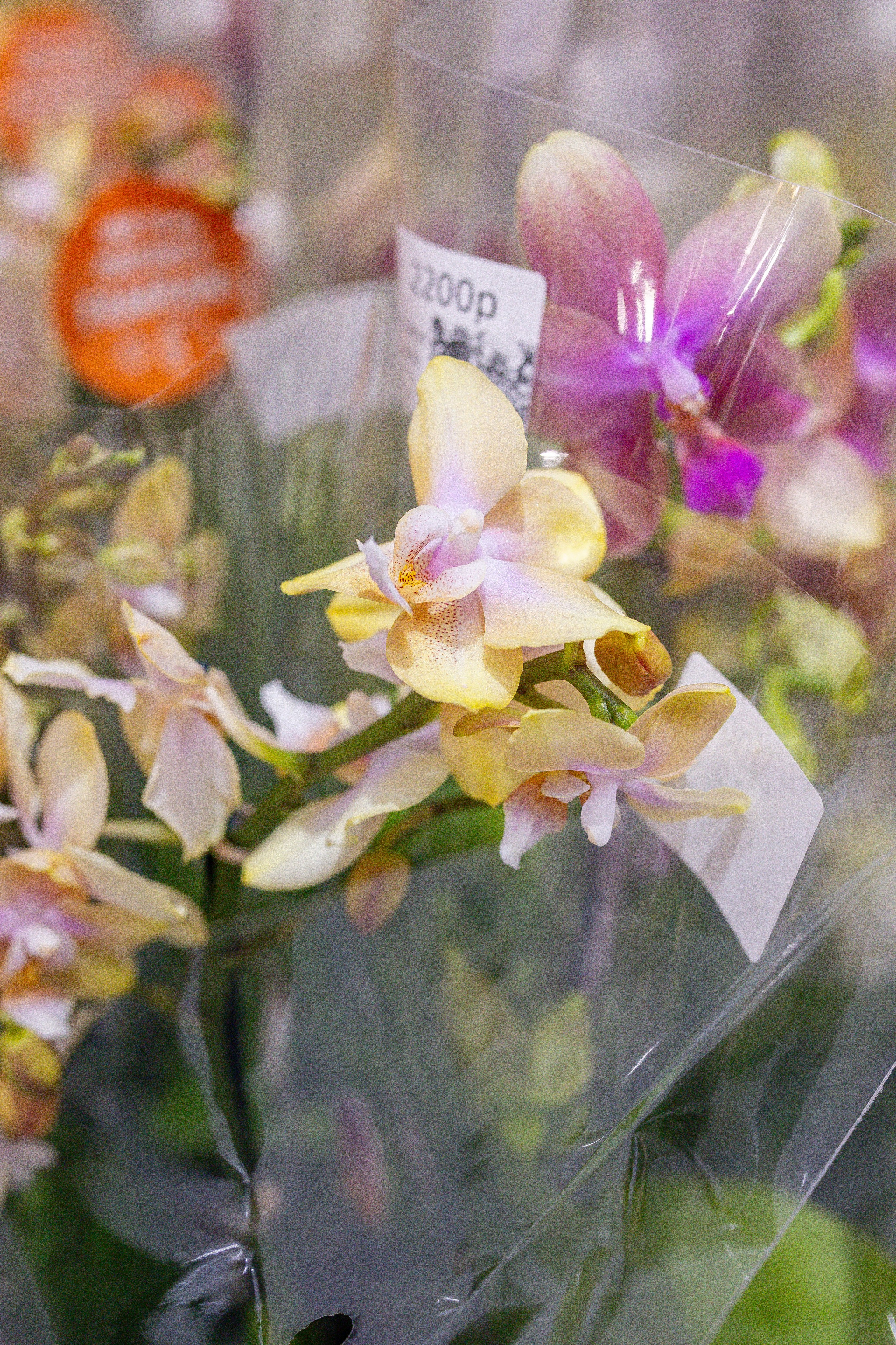 Орхидиум 12.2025. Александра Куликова фотограф, Москва