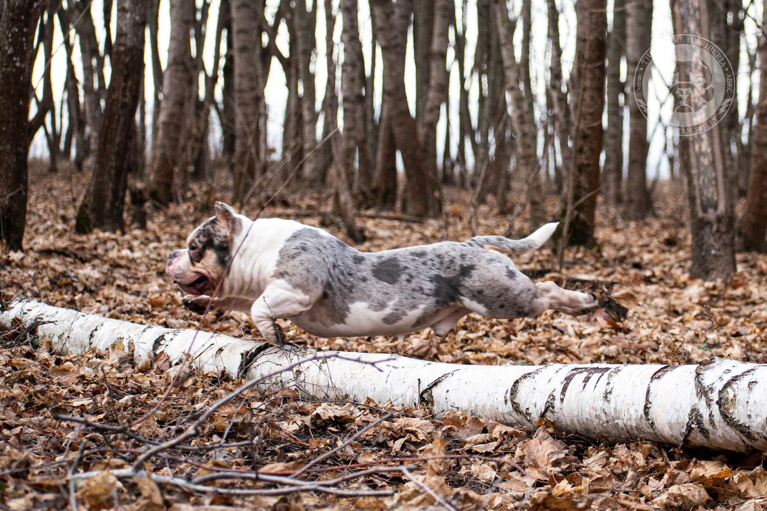 Январские фотографии Каспера (дубль). Американский Булли в г. Ростов-на-Дону. Питомник THE POWER OF SIBERIA