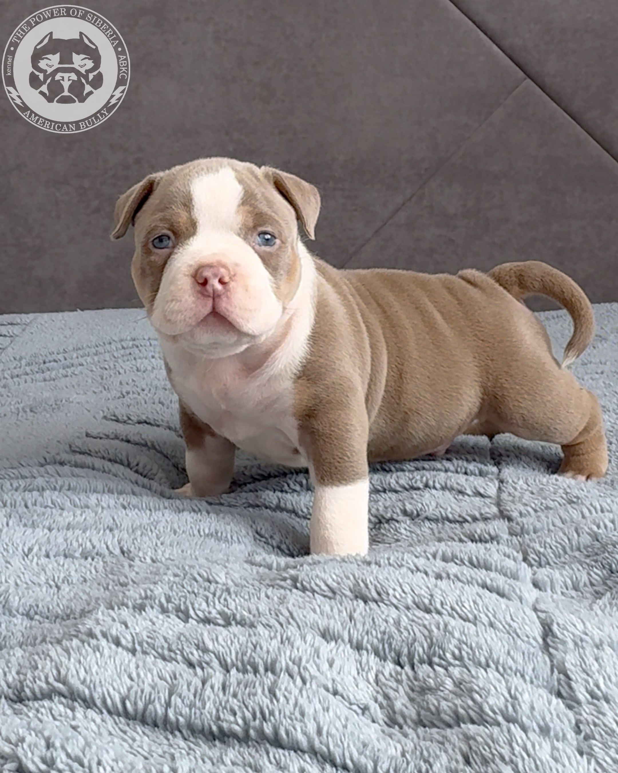 21.02.26-Мила-Турук. Американский Булли в г. Ростов-на-Дону. Питомник THE POWER OF SIBERIA