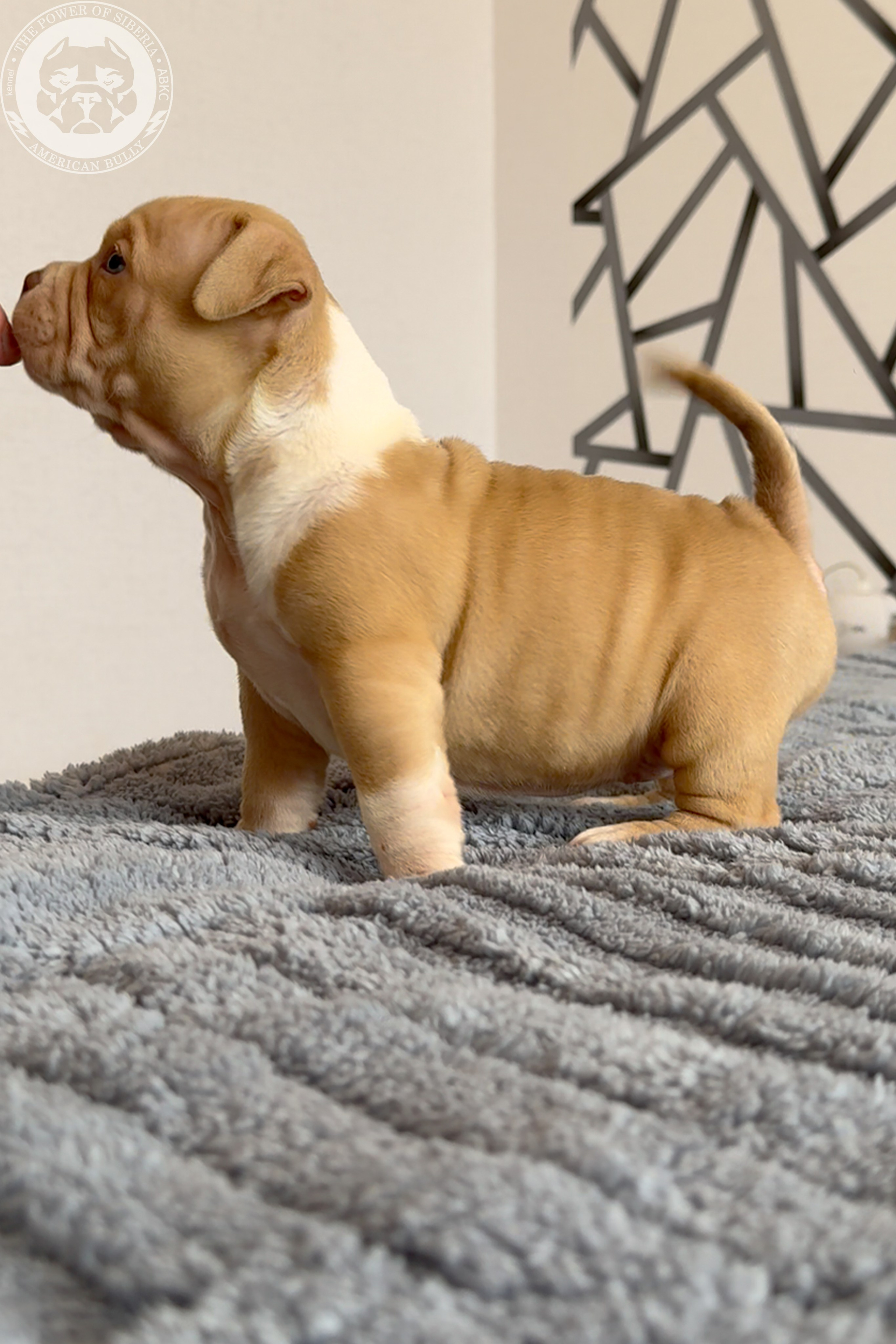 Свободные щенки Американский Булли, в типах покет, классик, стандарт. Американский Булли в г. Ростов-на-Дону. Питомник THE POWER OF SIBERIA