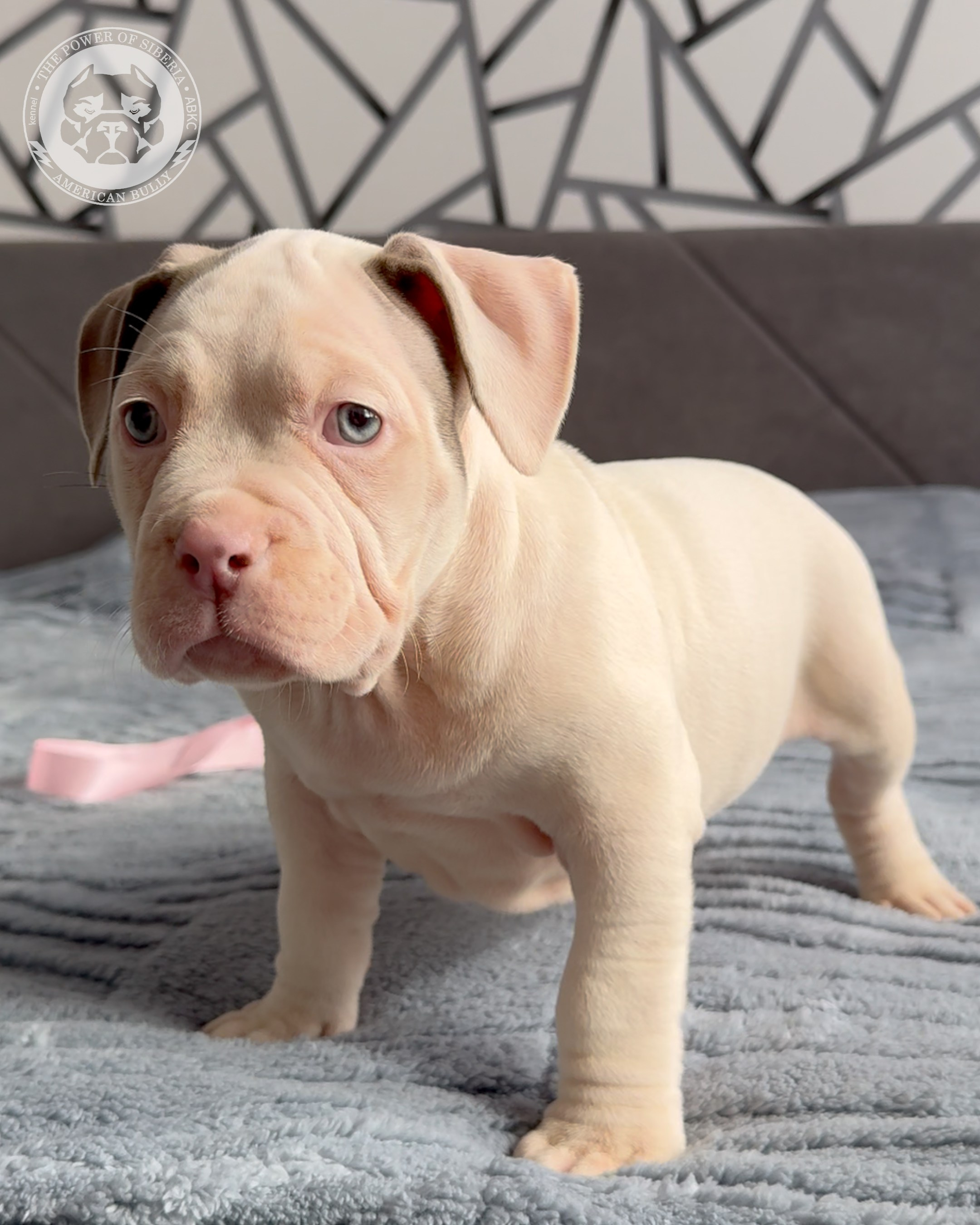 Свободные щенки Американский Булли, в типах покет, классик, стандарт. Американский Булли в г. Ростов-на-Дону. Питомник THE POWER OF SIBERIA