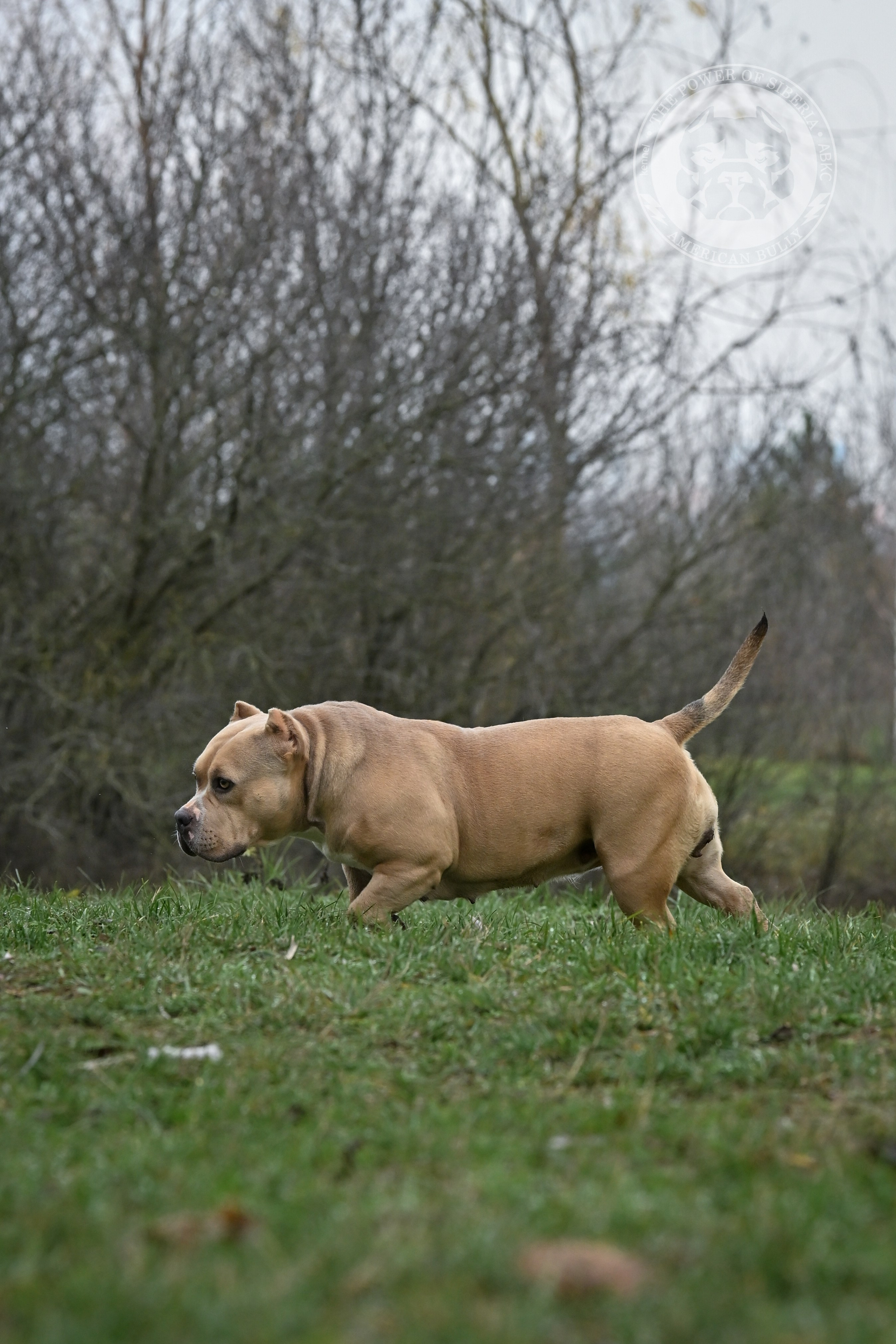 Страница Терри. Американский Булли в г. Ростов-на-Дону. Питомник THE POWER OF SIBERIA