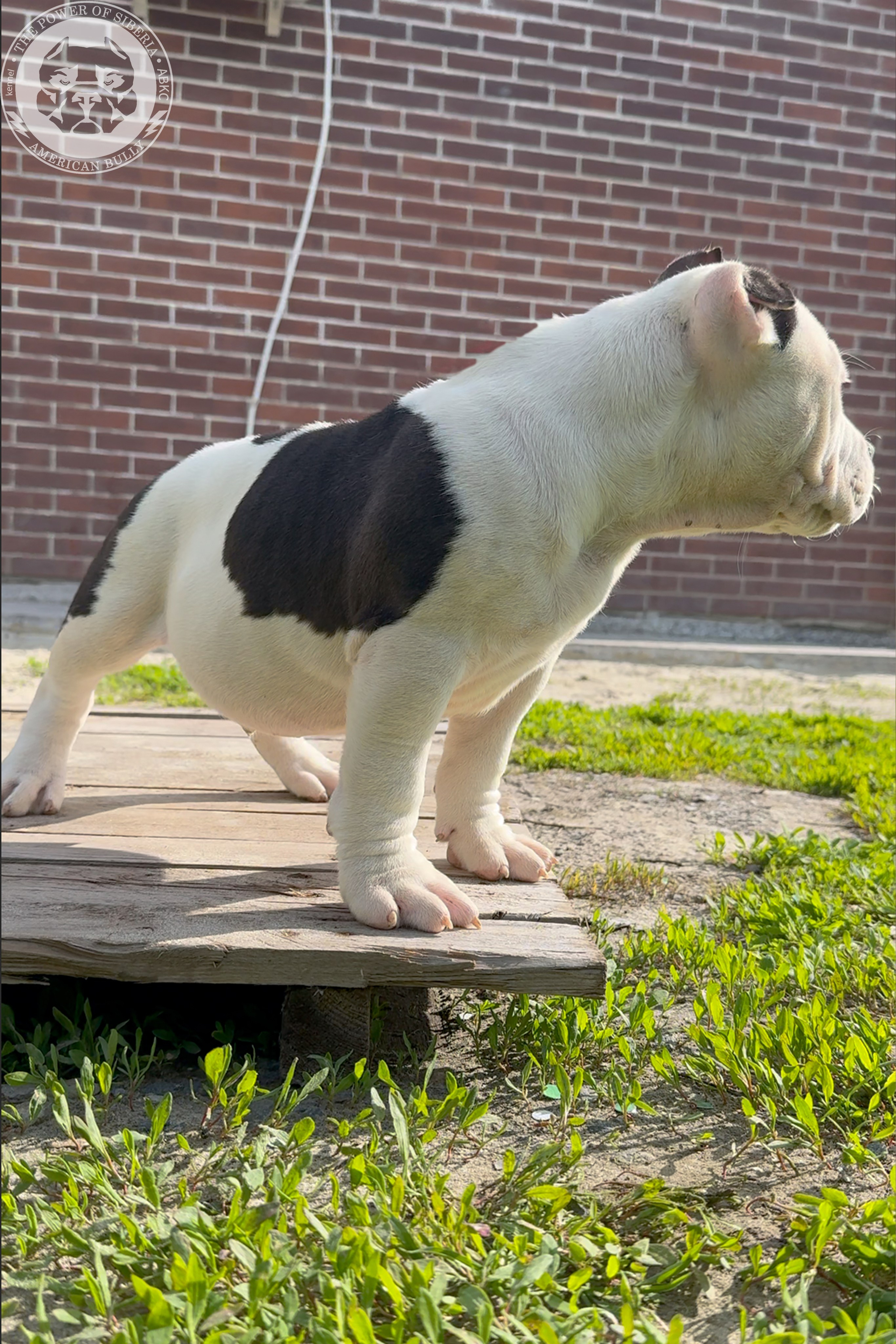 20.01.26-Рокси-Арчи. Американский Булли в г. Ростов-на-Дону. Питомник THE POWER OF SIBERIA
