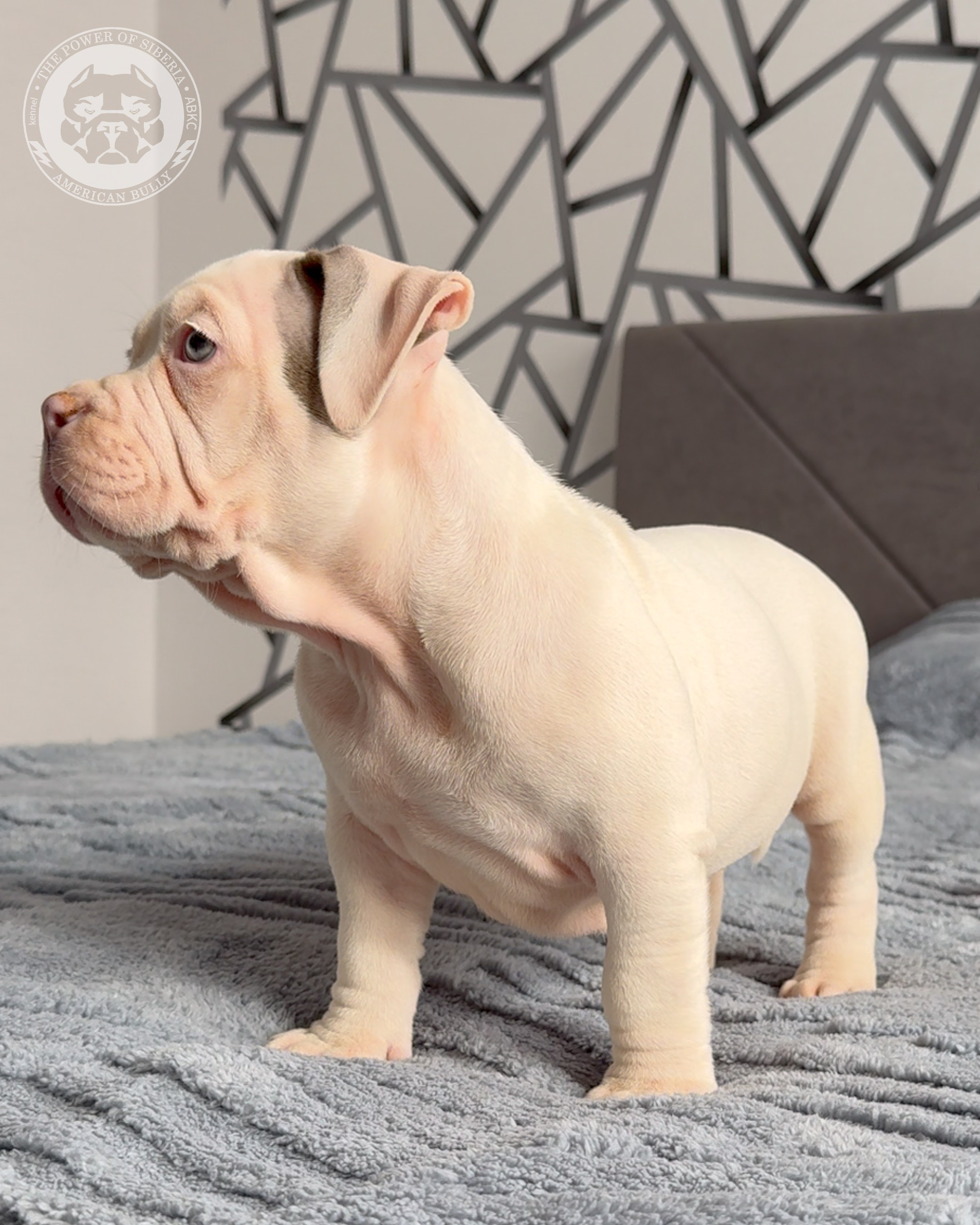 Свободные щенки Американский Булли, в типах покет, классик, стандарт. Американский Булли в г. Ростов-на-Дону. Питомник THE POWER OF SIBERIA