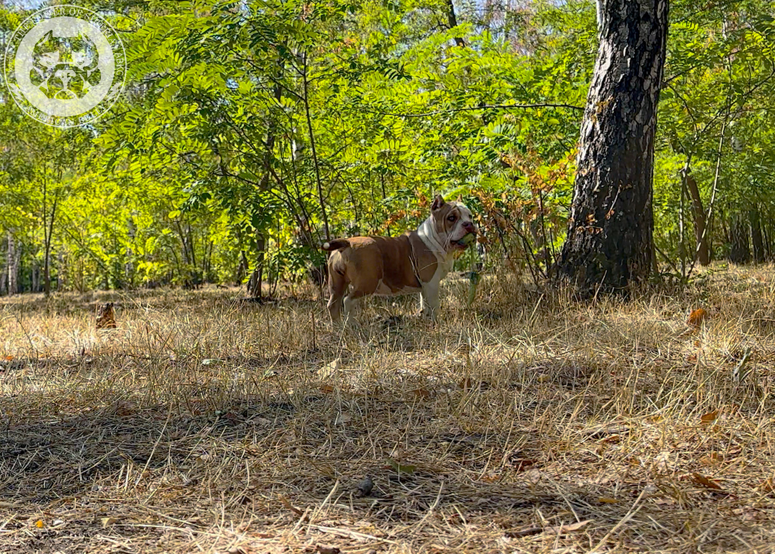 Помет Каспер и Тагира. 21.04.25. Американский Булли в г. Ростов-на-Дону. Питомник THE POWER OF SIBERIA