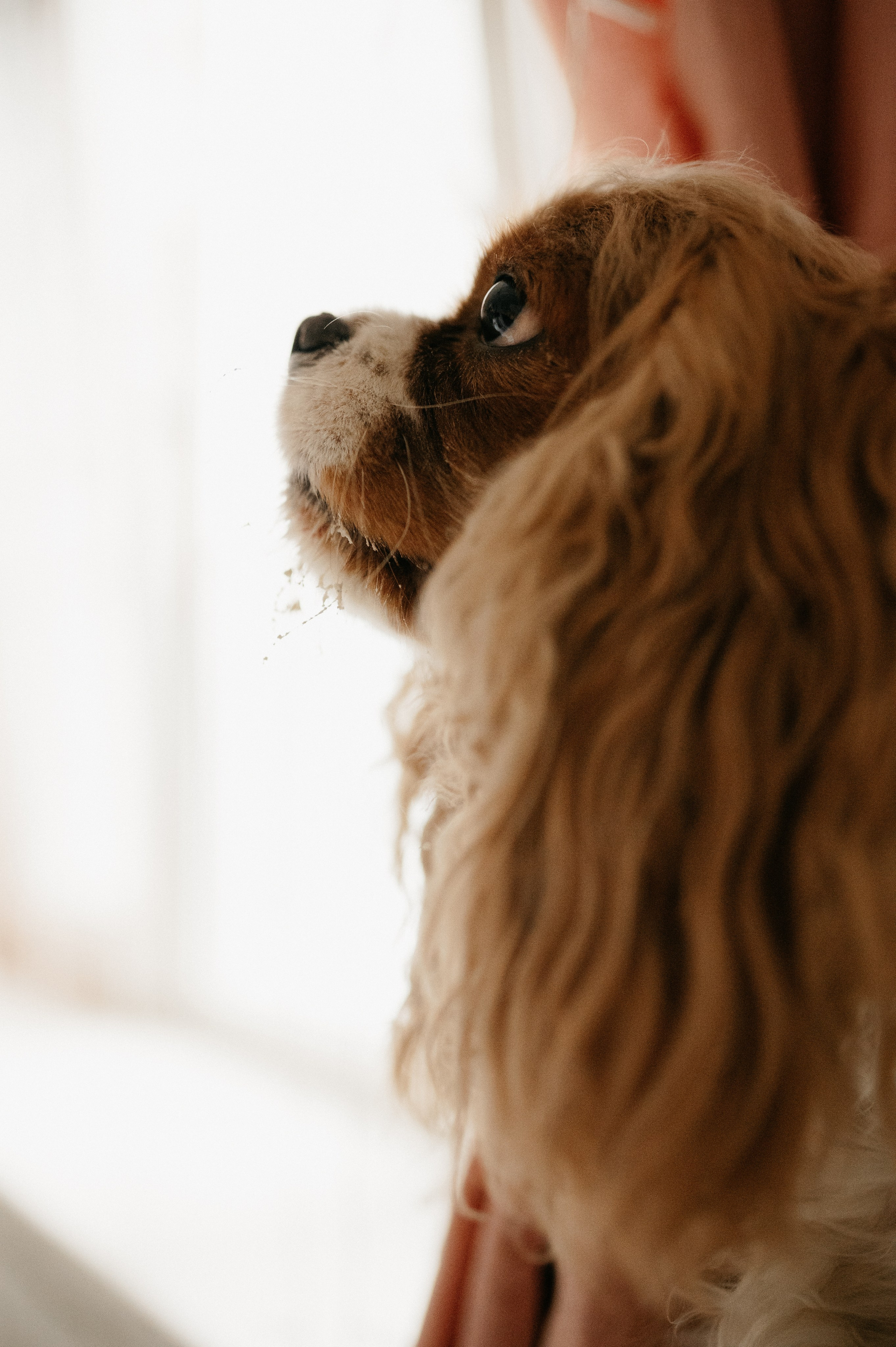 Даша, Диана, Дебби и маленькая крыска. Фотограф анималист в Москве Ольга Агушева