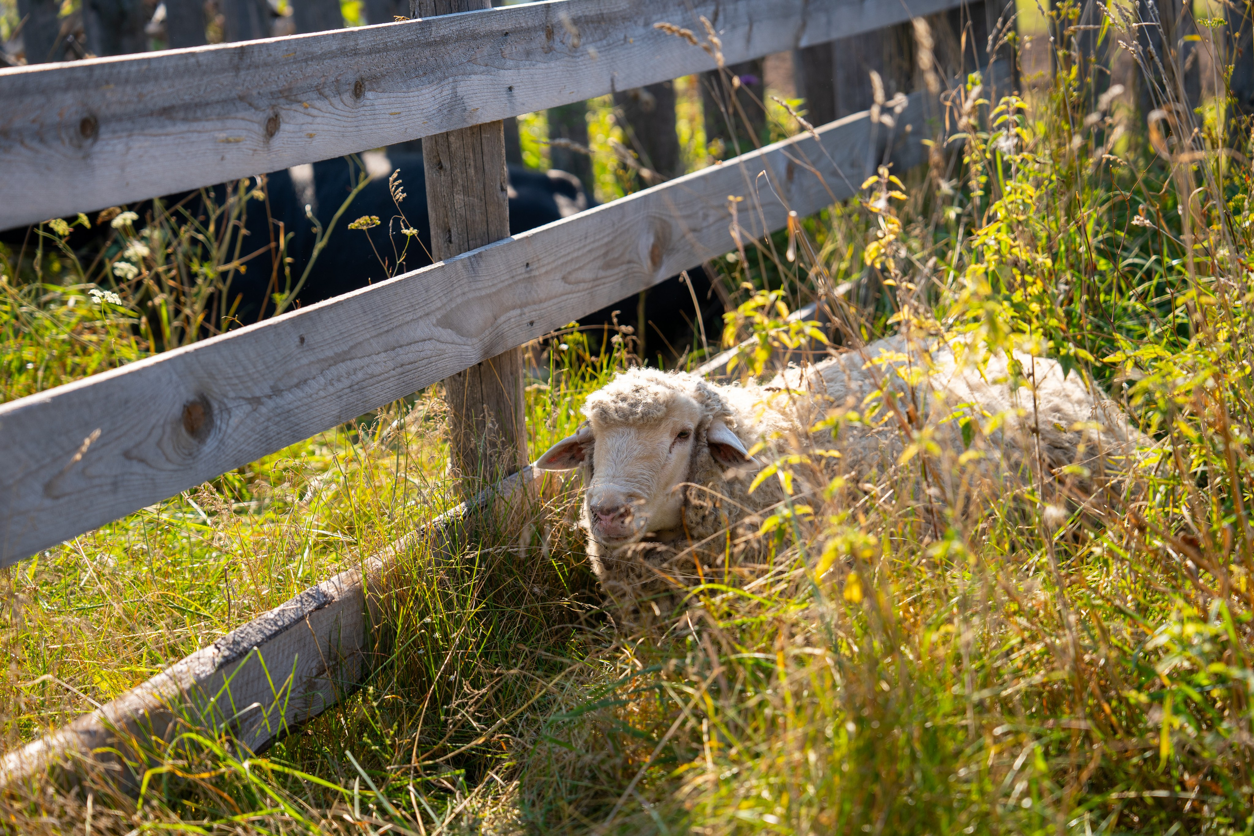 Ярмарка. Фотограф Наталья Сорока Ижевск