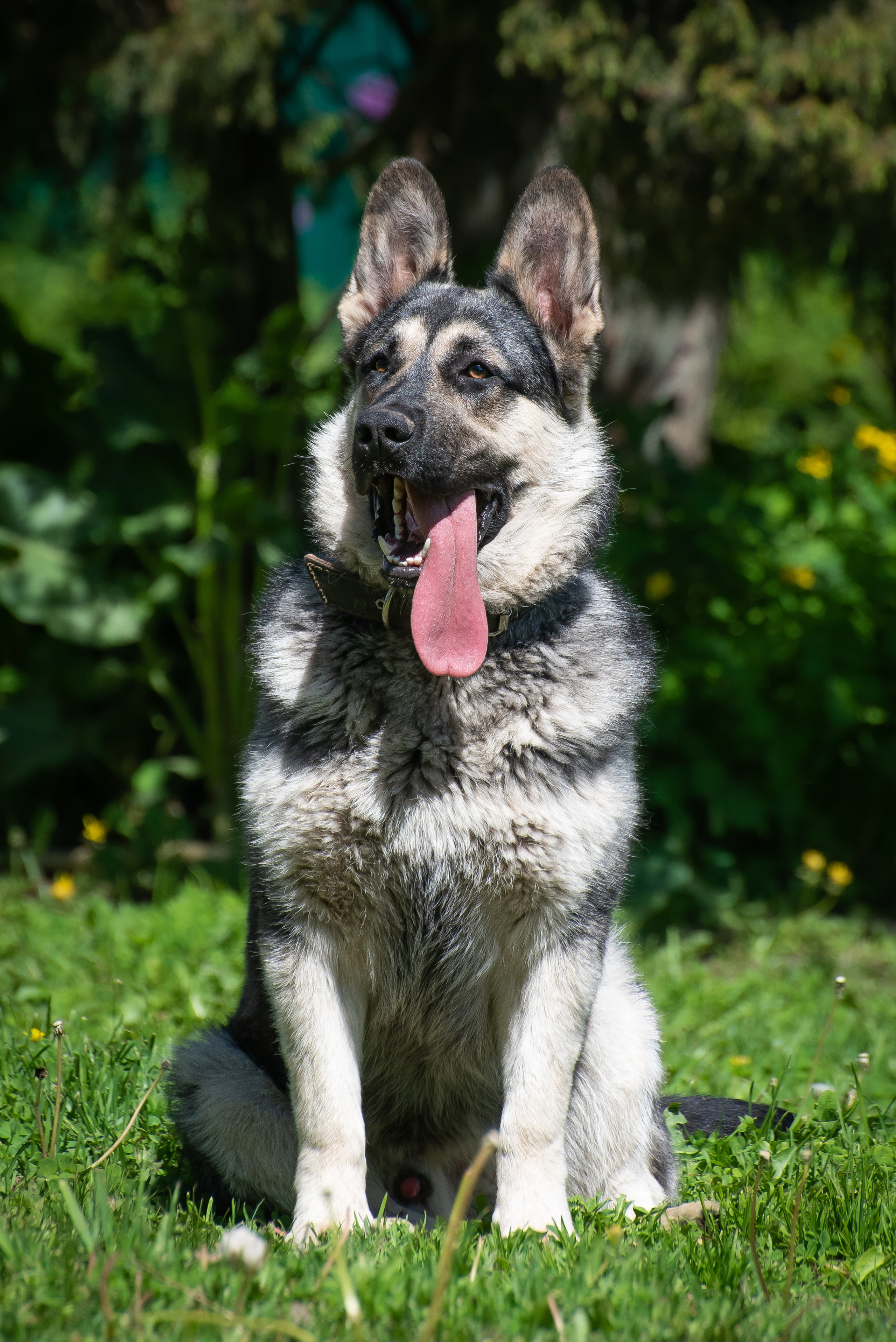 Фотосессия на даче для собак. Фотограф Макс Огурцов в Нижнем Новгороде