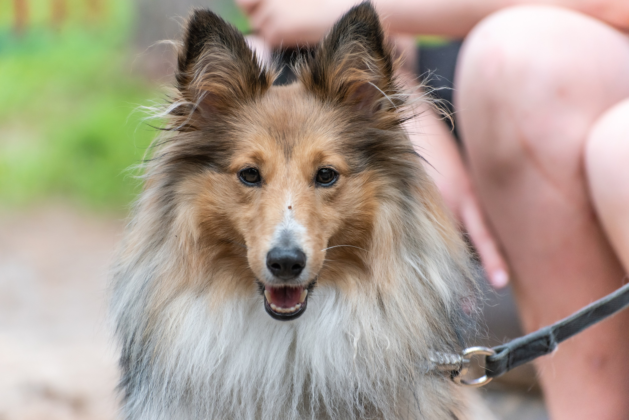 Хвостатые каникулы Детский кинологический лагерь. Фотограф Макс Огурцов в Нижнем Новгороде