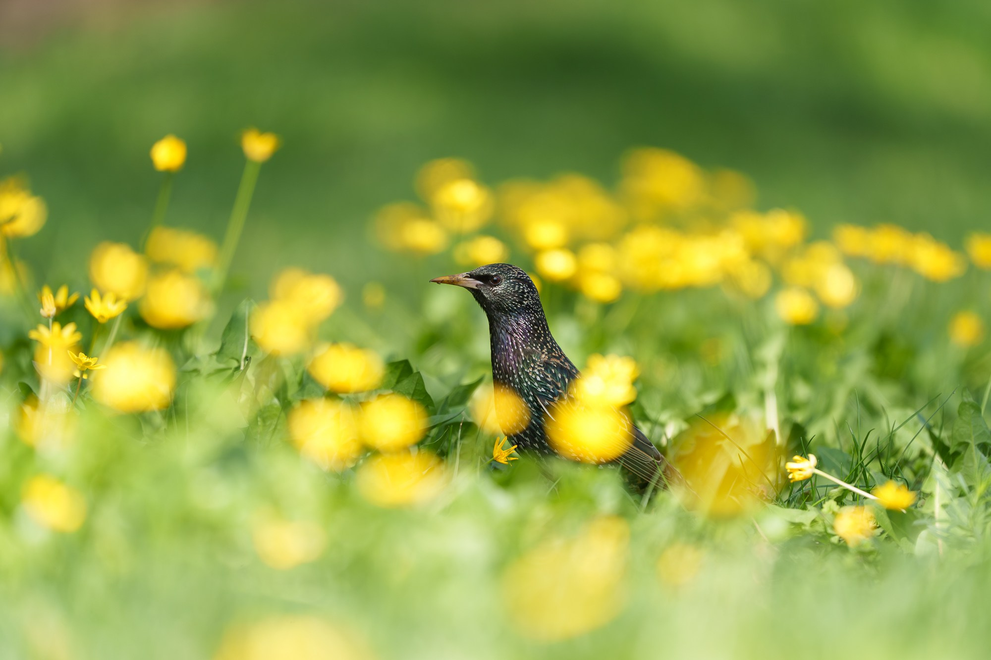 Удивительные мир птиц. Вокруг нас столько прекрасного — присмотритесь!. Ваш личный фотограф Марина Волкова