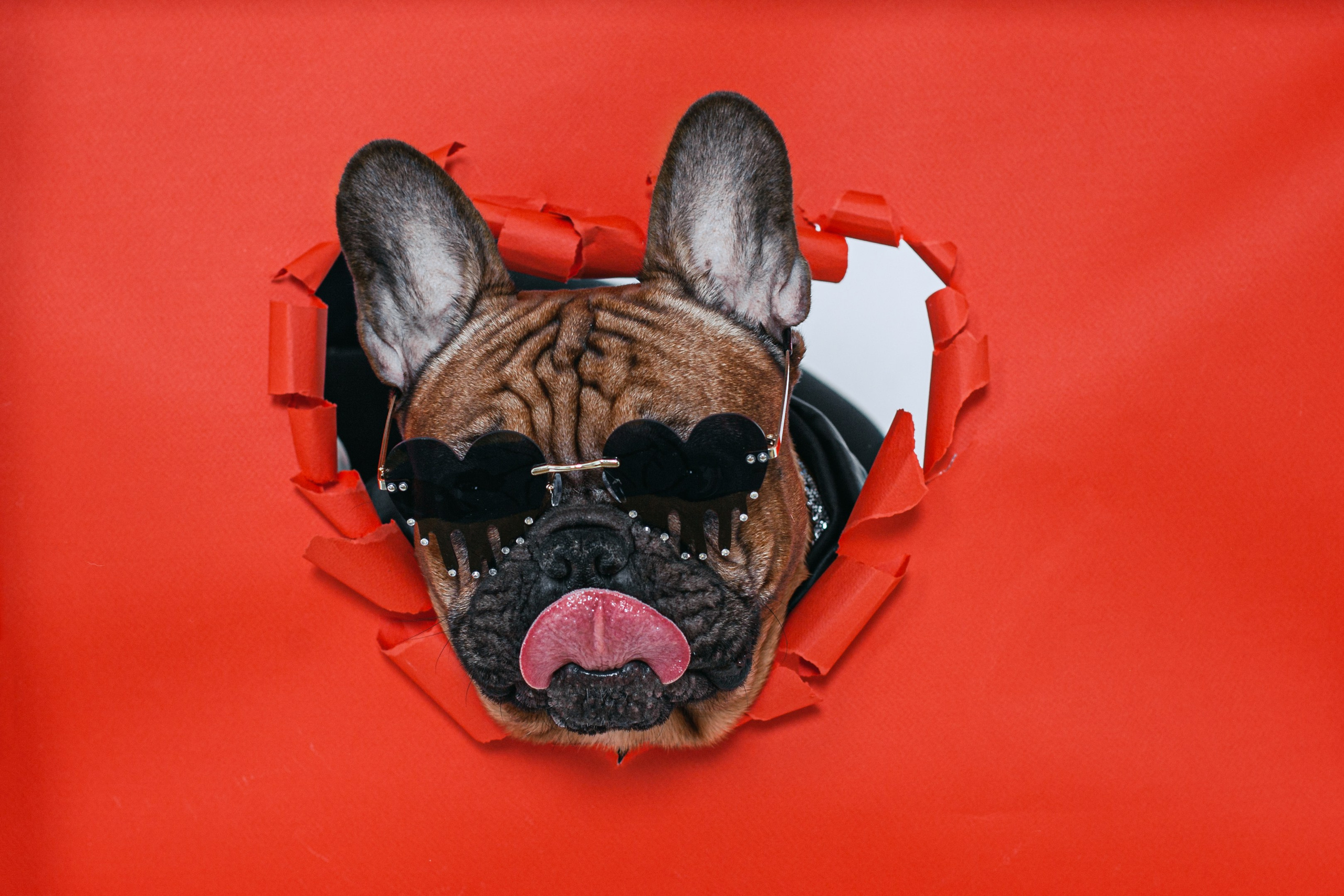 Пижамная вечеринка французских бульдогов и их хозяев. Фотограф-анималист Татьяна Степанова