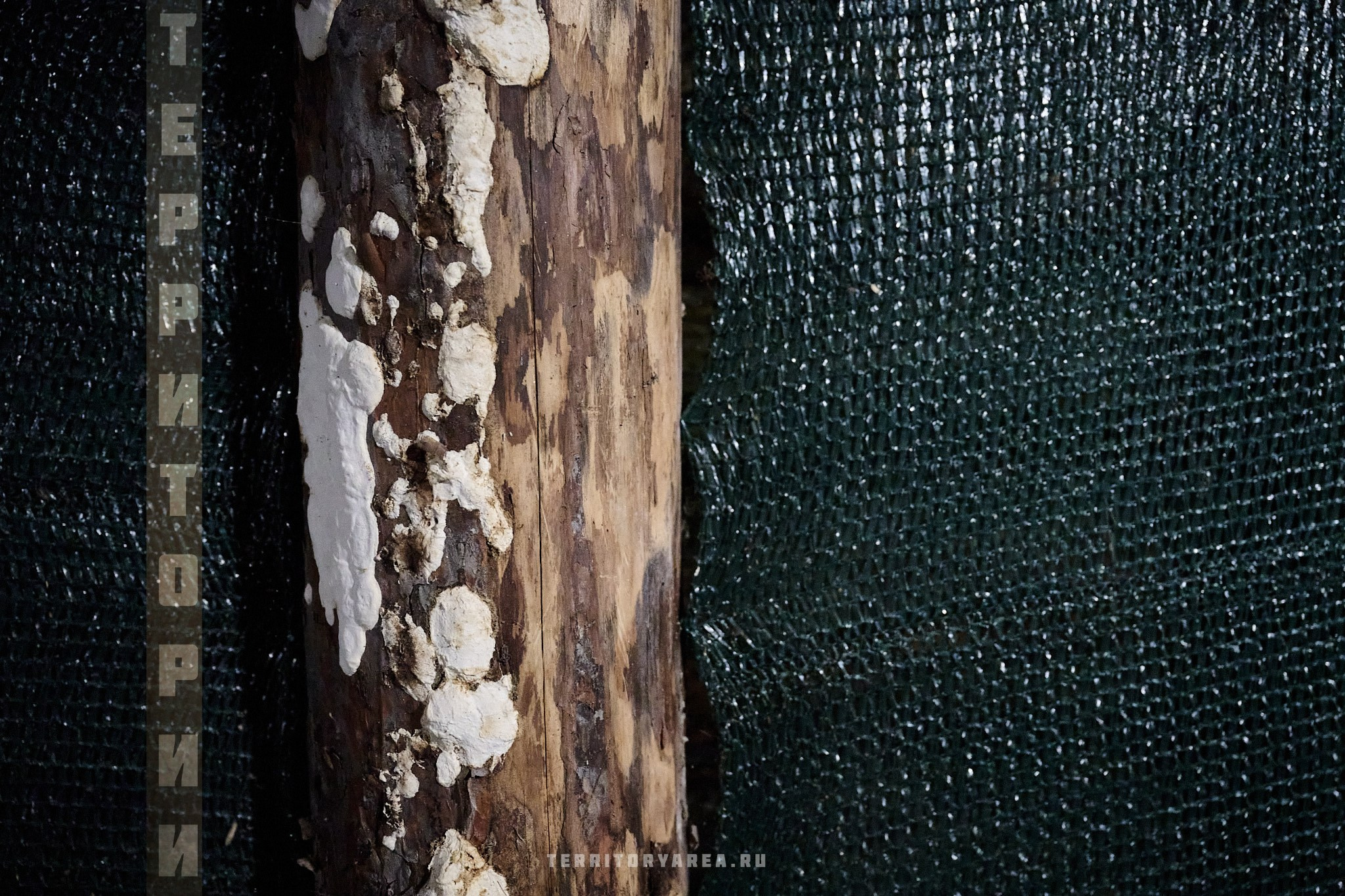 Открытки фотопроекта «Территории». Фотопроект «Территории»