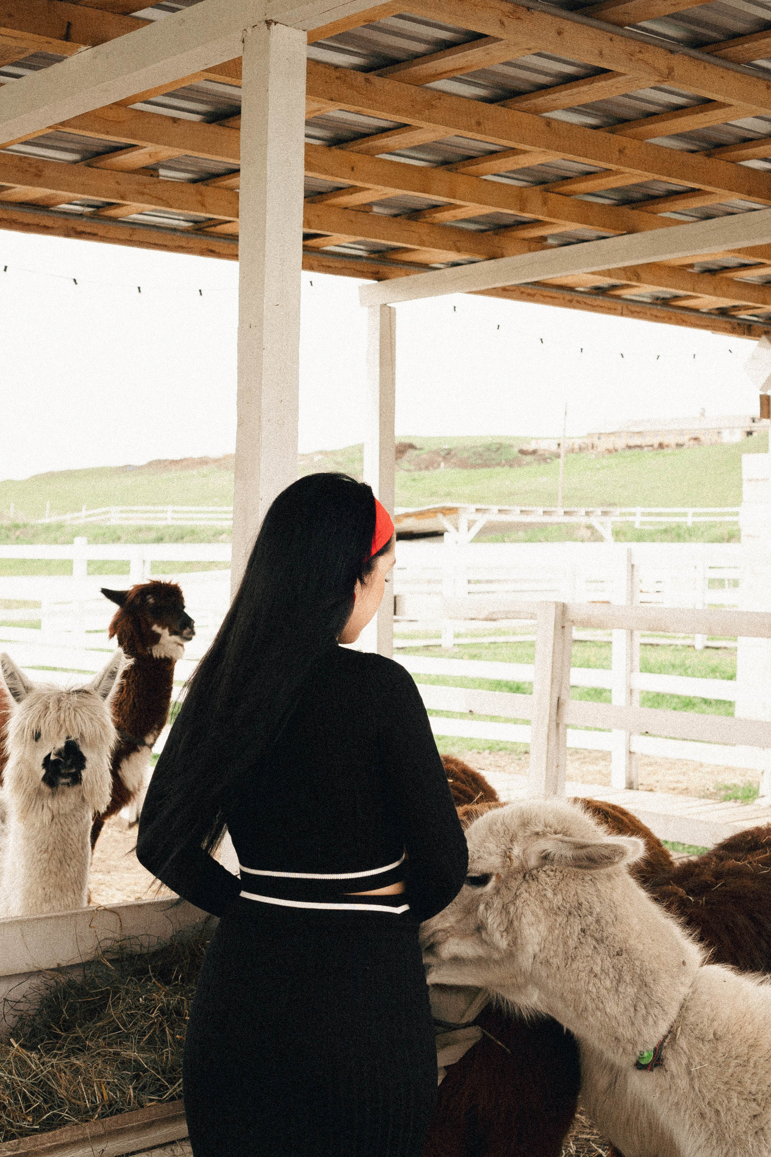 Ферма Альпак. Профессиональный фотограф, Санкт-Петербург — Виктория Богомолова