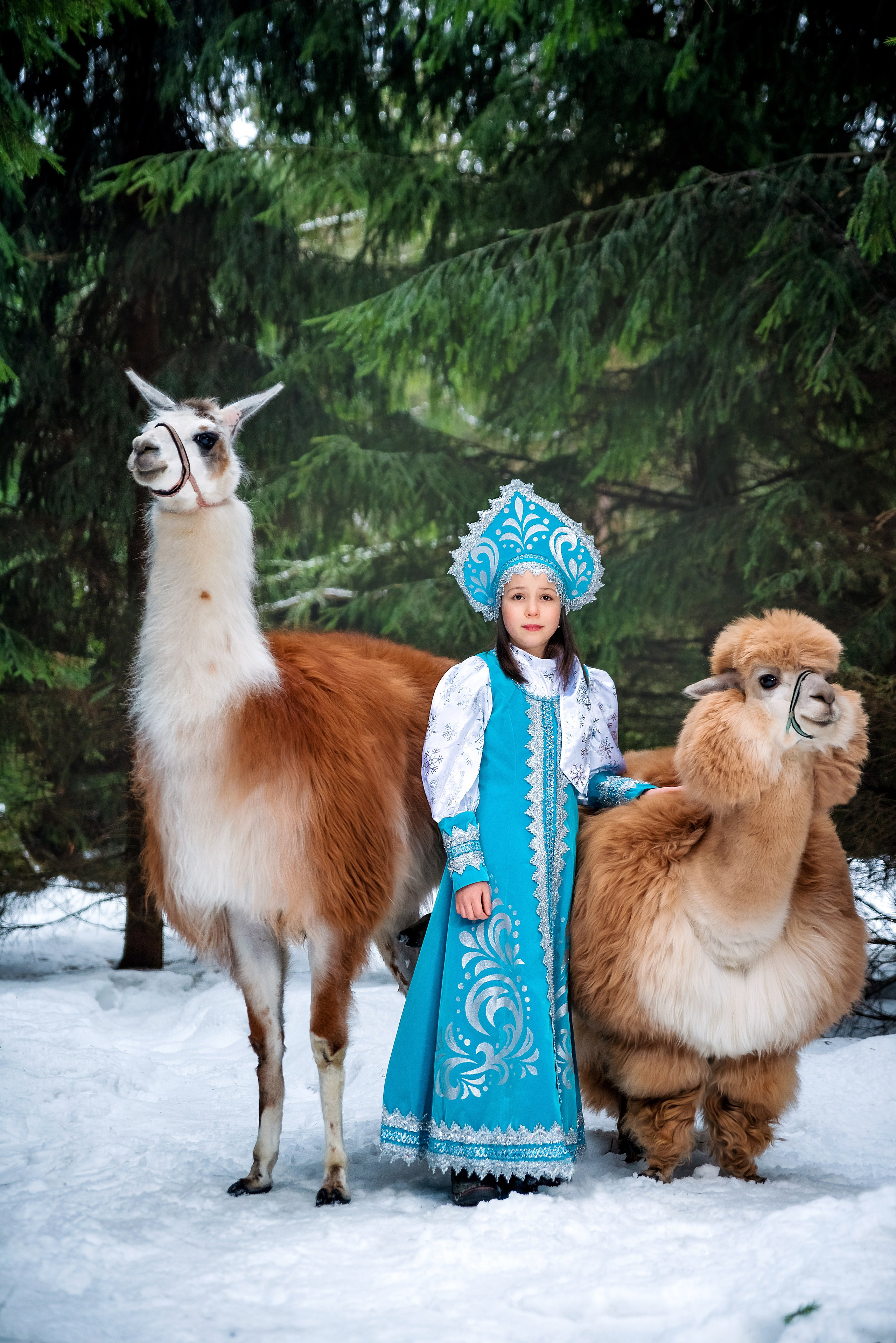 Альпаки. Фотограф в Москве Lidiya_Li_Photo