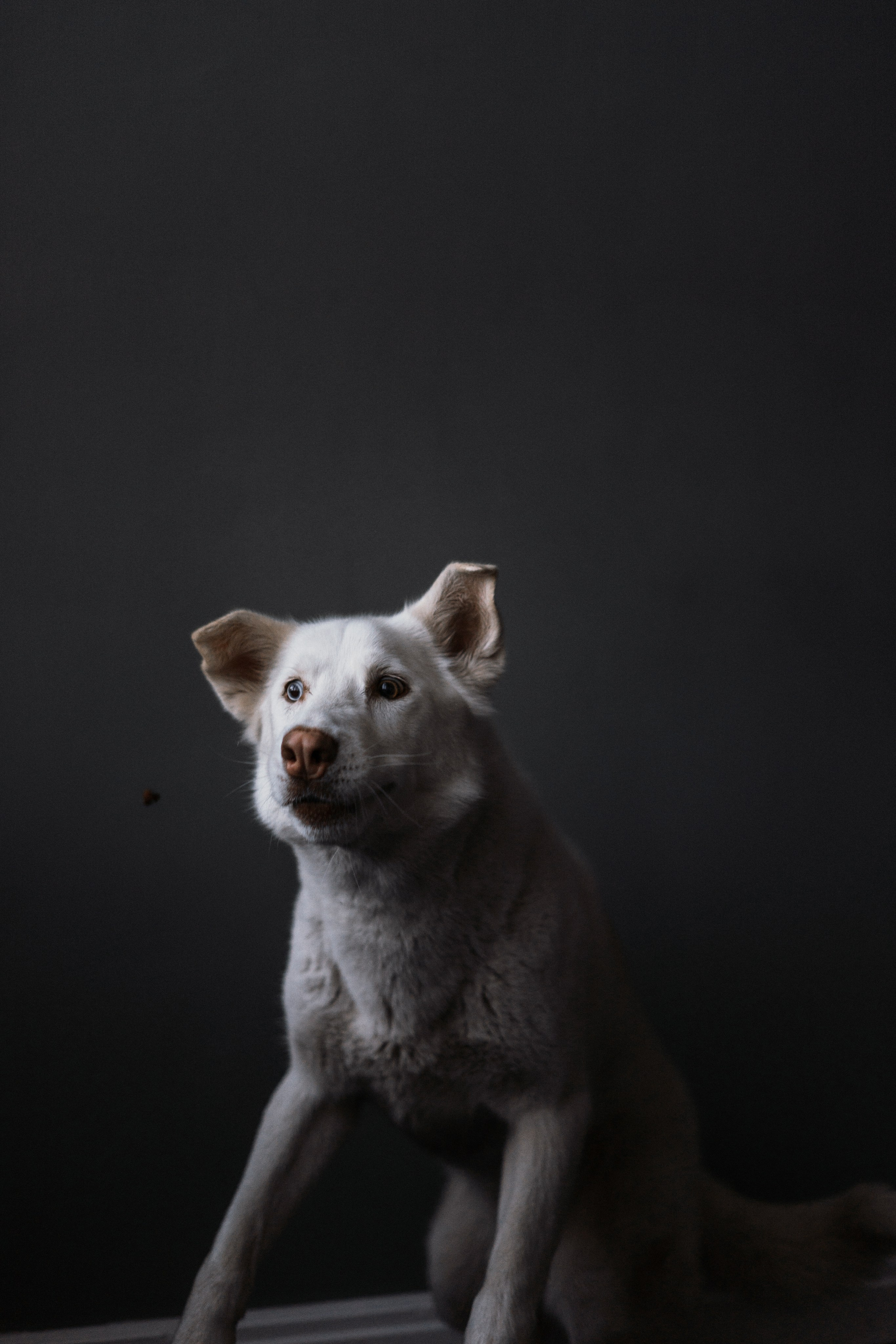 Аня, Дэймон и Грэй. Фотограф-анималист Богданова Полина