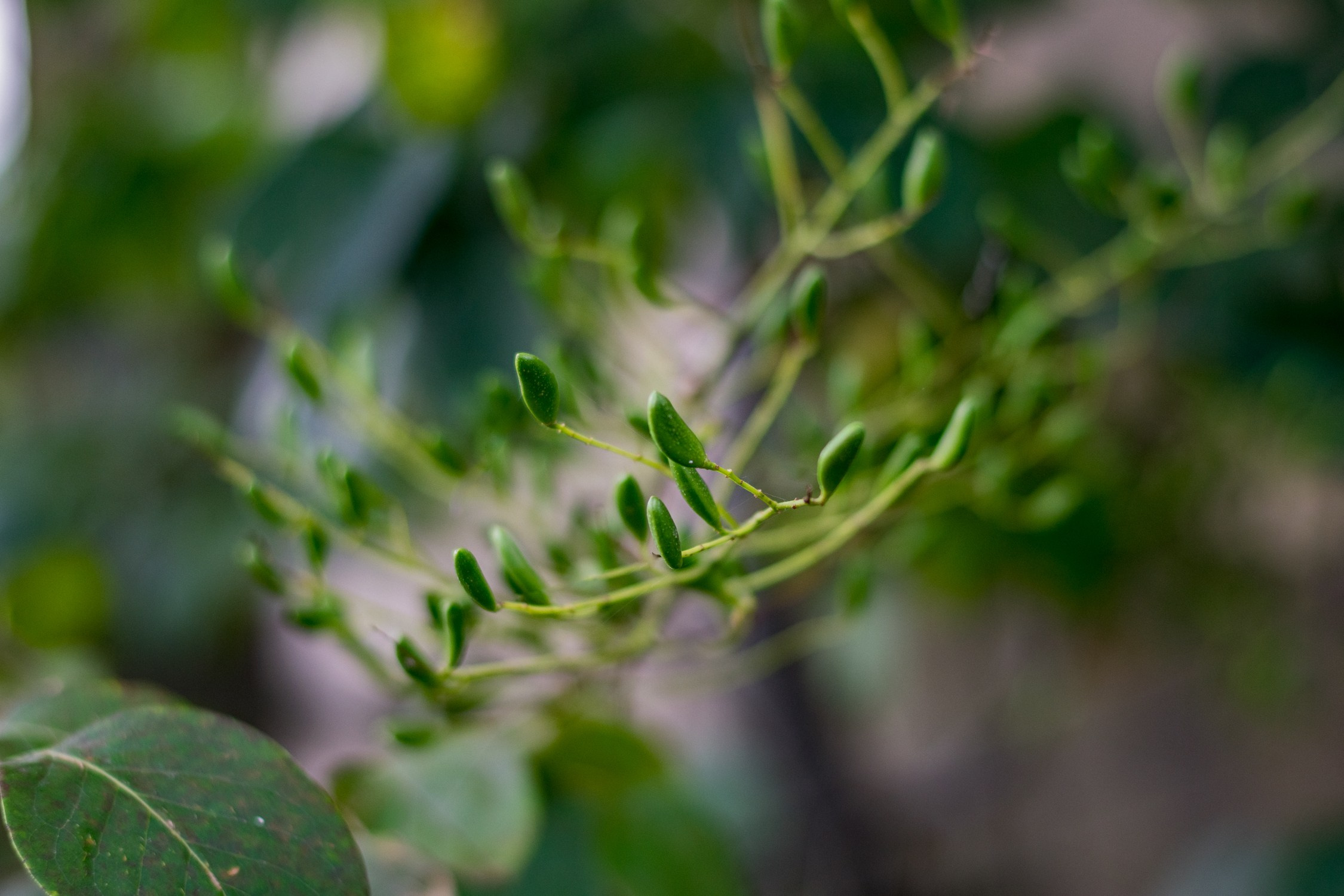 Антон Курдюмов фотограф в Хабаровске Рина Курдюмова фото27 foto27 Антон Дорофеев репортажный репортаж документалист Тони и Рина фотосоздатели Виноградники Хехцир 2024 Хабаровск виноград дикий фермер фермерство дачный сезон