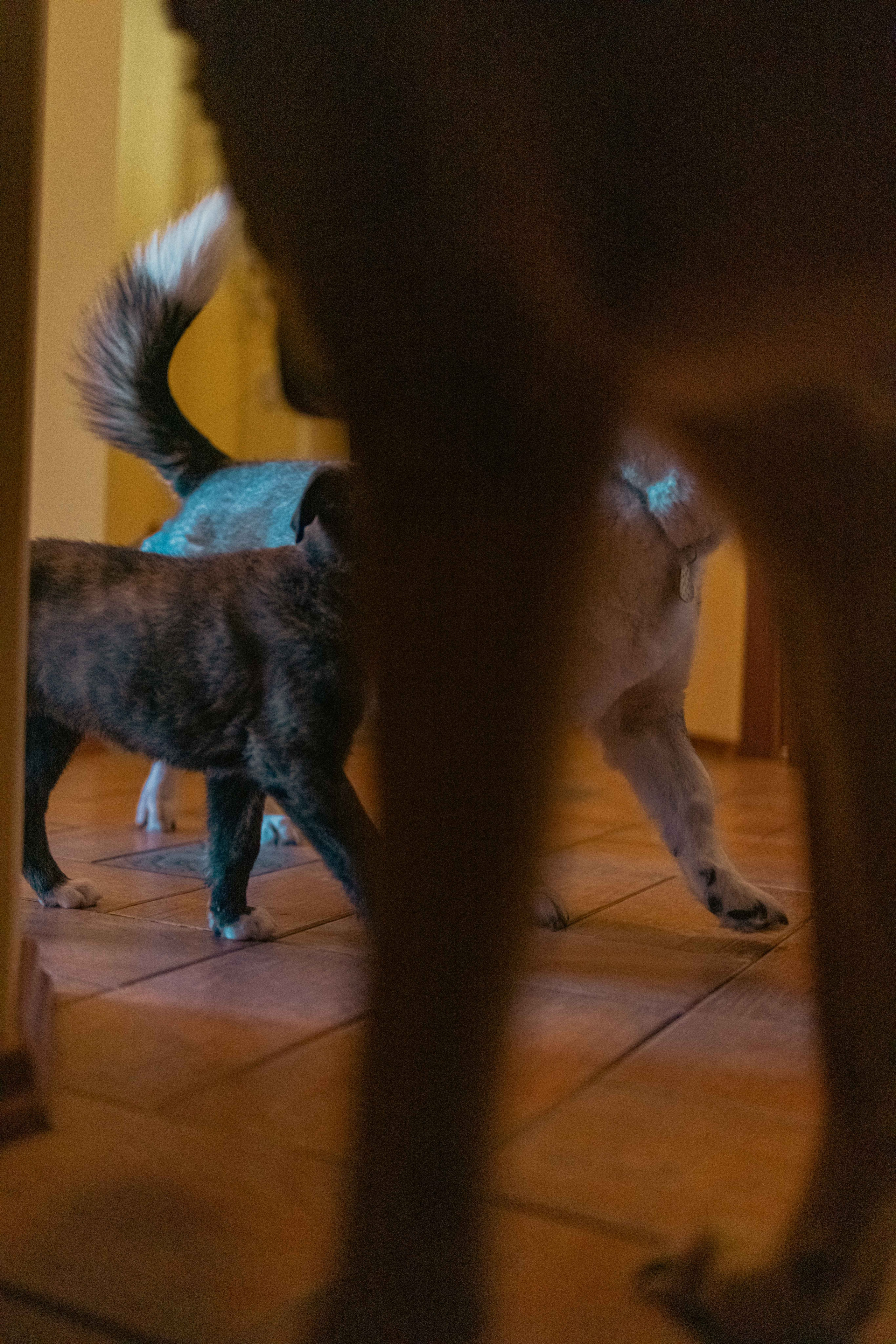 Гайка. Фотограф-анималист в Москве Лера Черноног