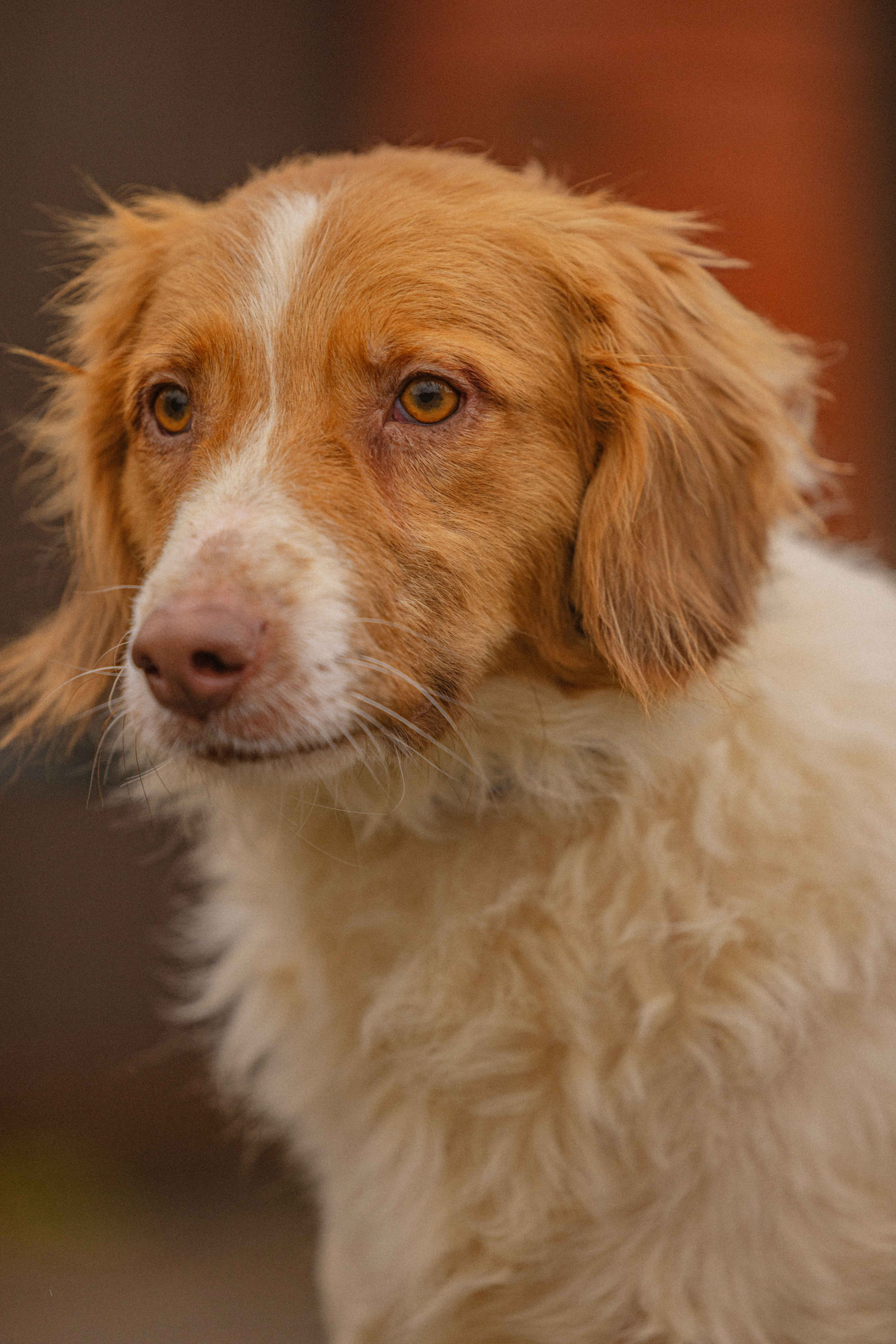 Передержка. Фотограф-анималист в Москве Лера Черноног
