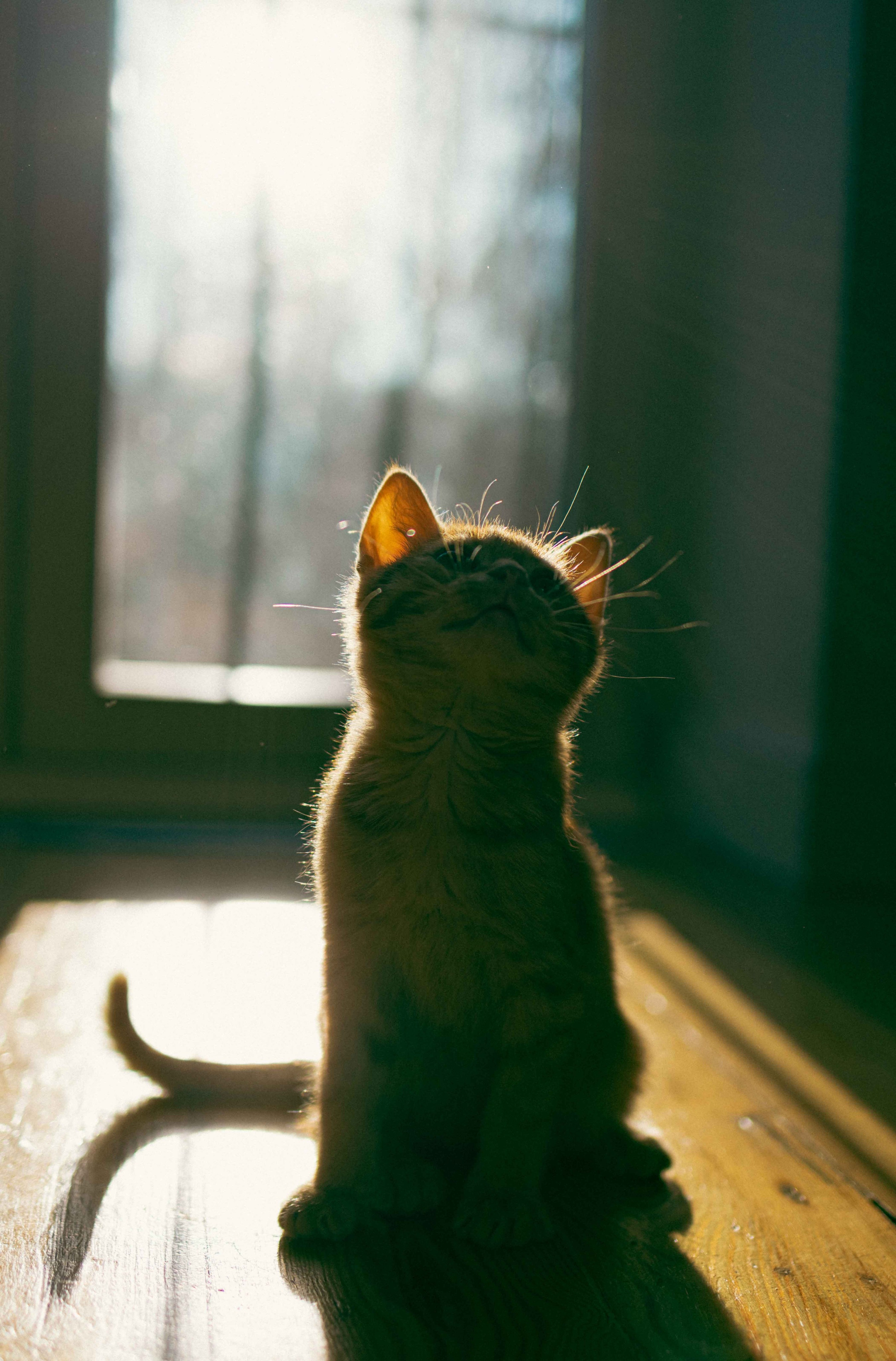 Кускус. Фотограф-анималист в Москве Лера Черноног