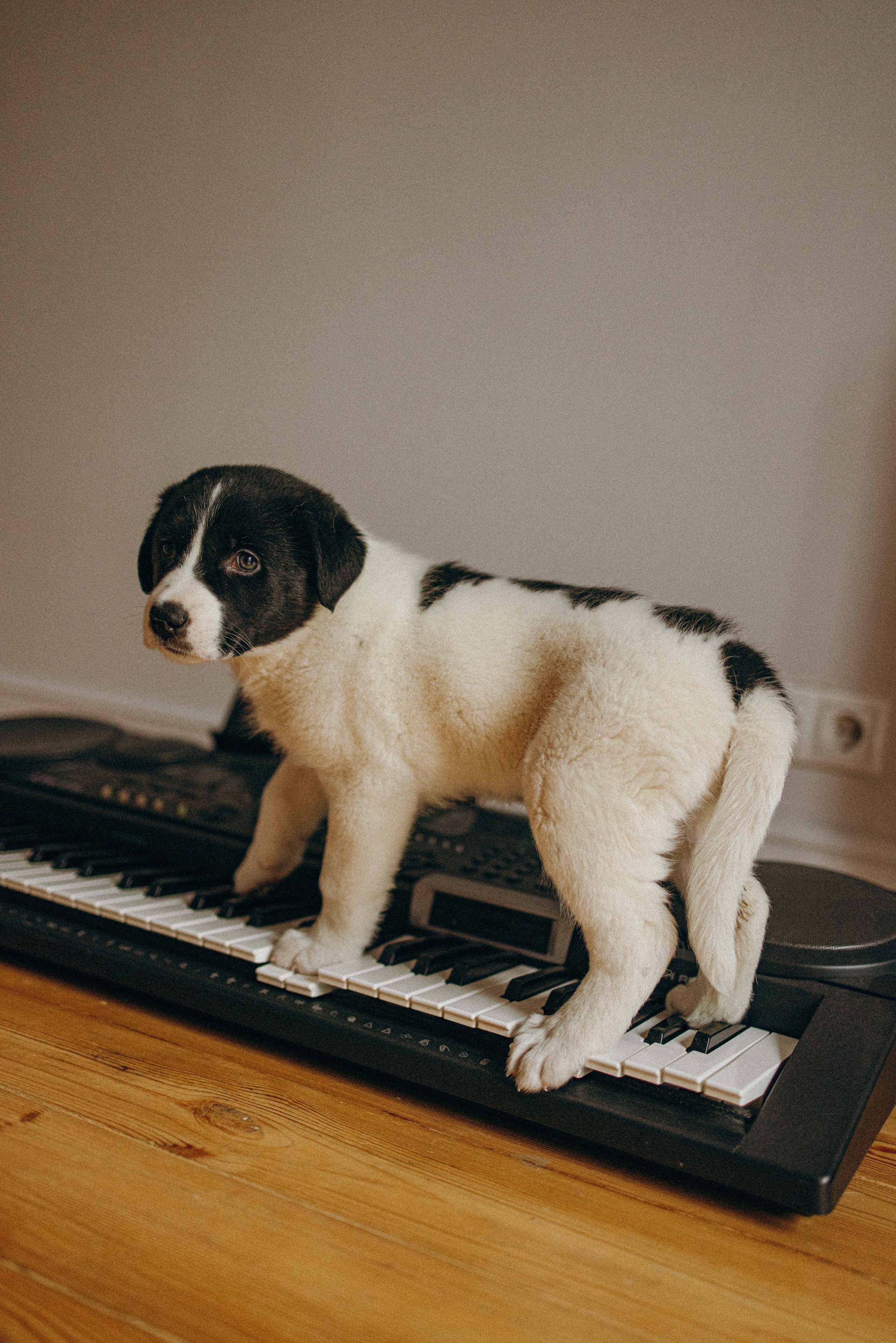 Щеночки. Фотограф-анималист в Москве Лера Черноног