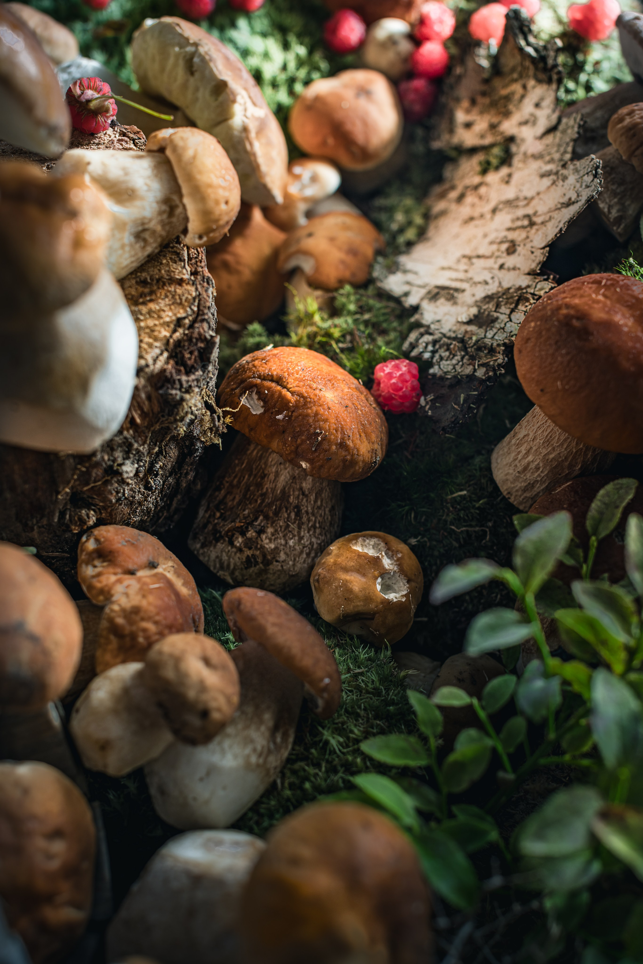 Mushrooms stories «Поляна белых». Foodie Stories (гастрономические истории) рекламная фуд-фотосъёмка, Москва