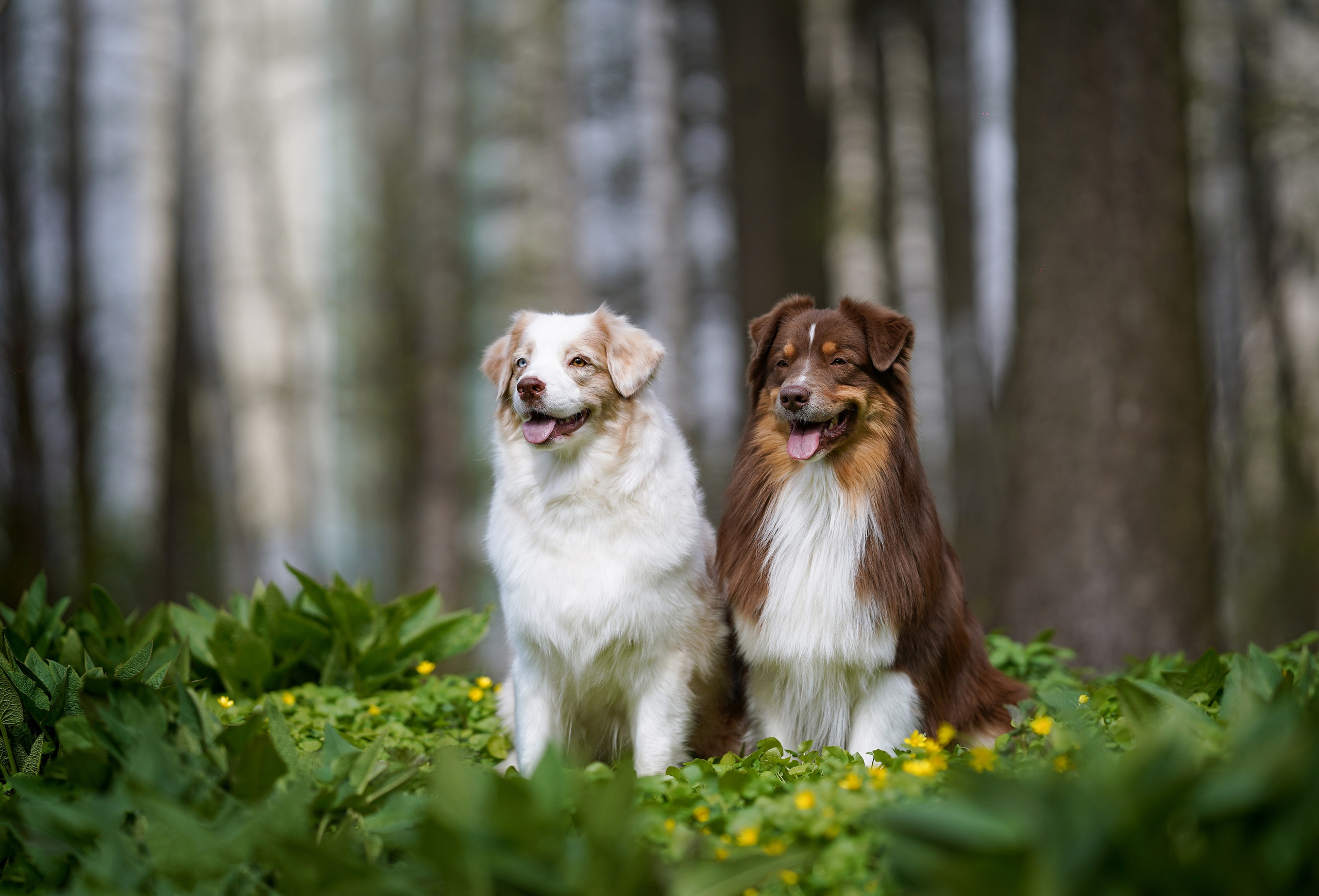 Рокки и Гермиона. Фотограф-анималист в Санкт-Петербурге Яна Мартынова