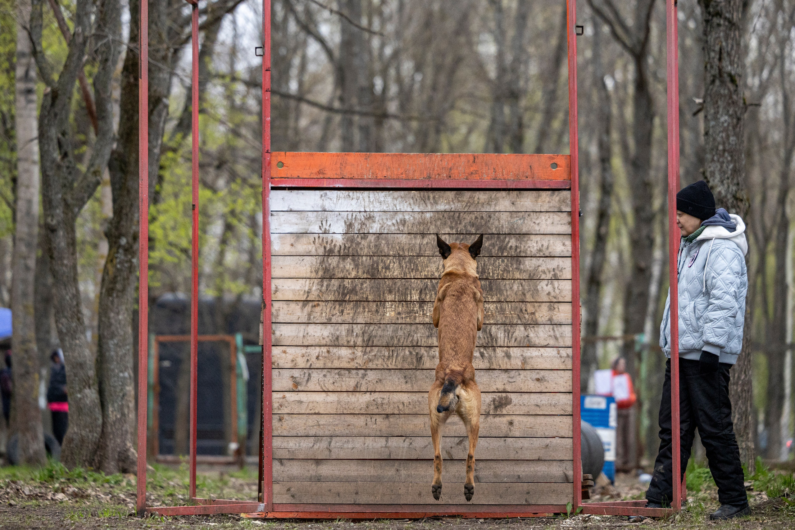 Квалификационные состязания по мондьорингу г. Вологда 11.05.24. Фотограф-анималист Анна Маринич