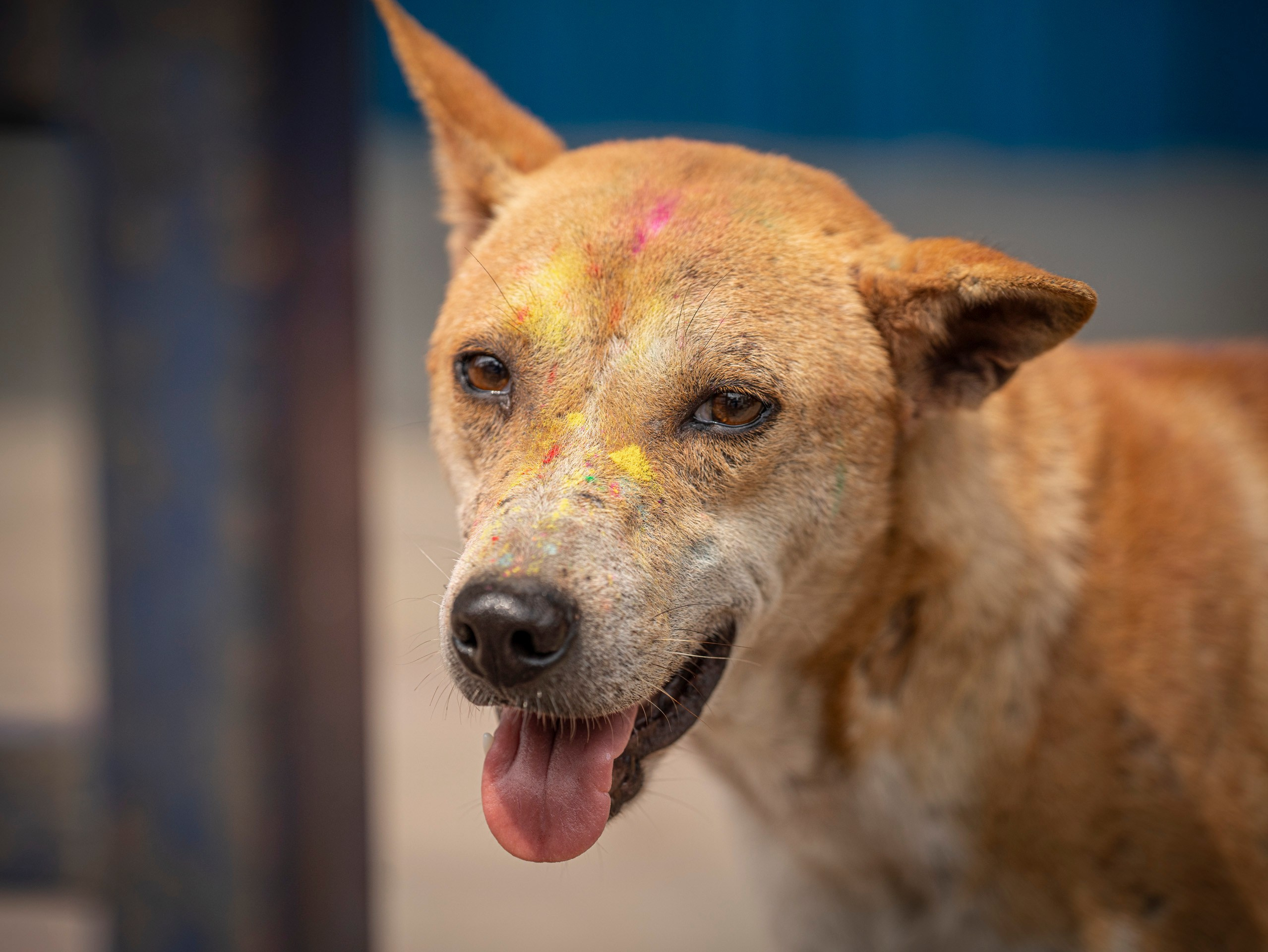 India travel. Фотограф Сергей Танков