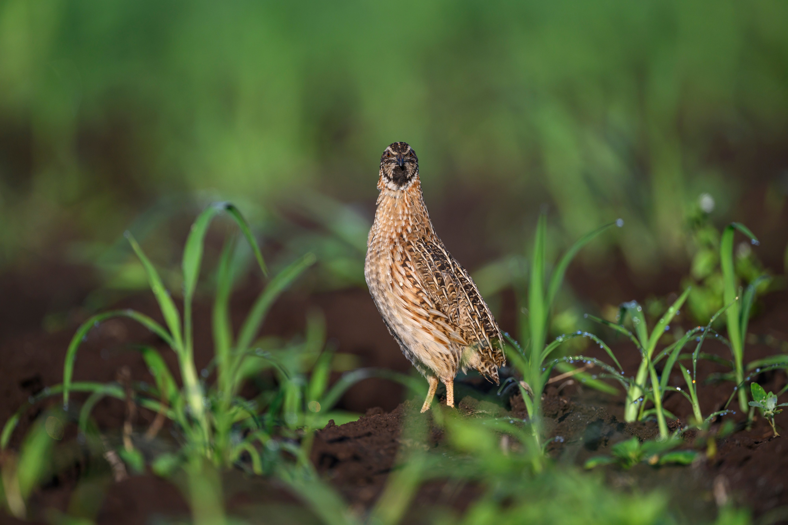Перепела XII, роса. Фотограф Сергей Пупонин