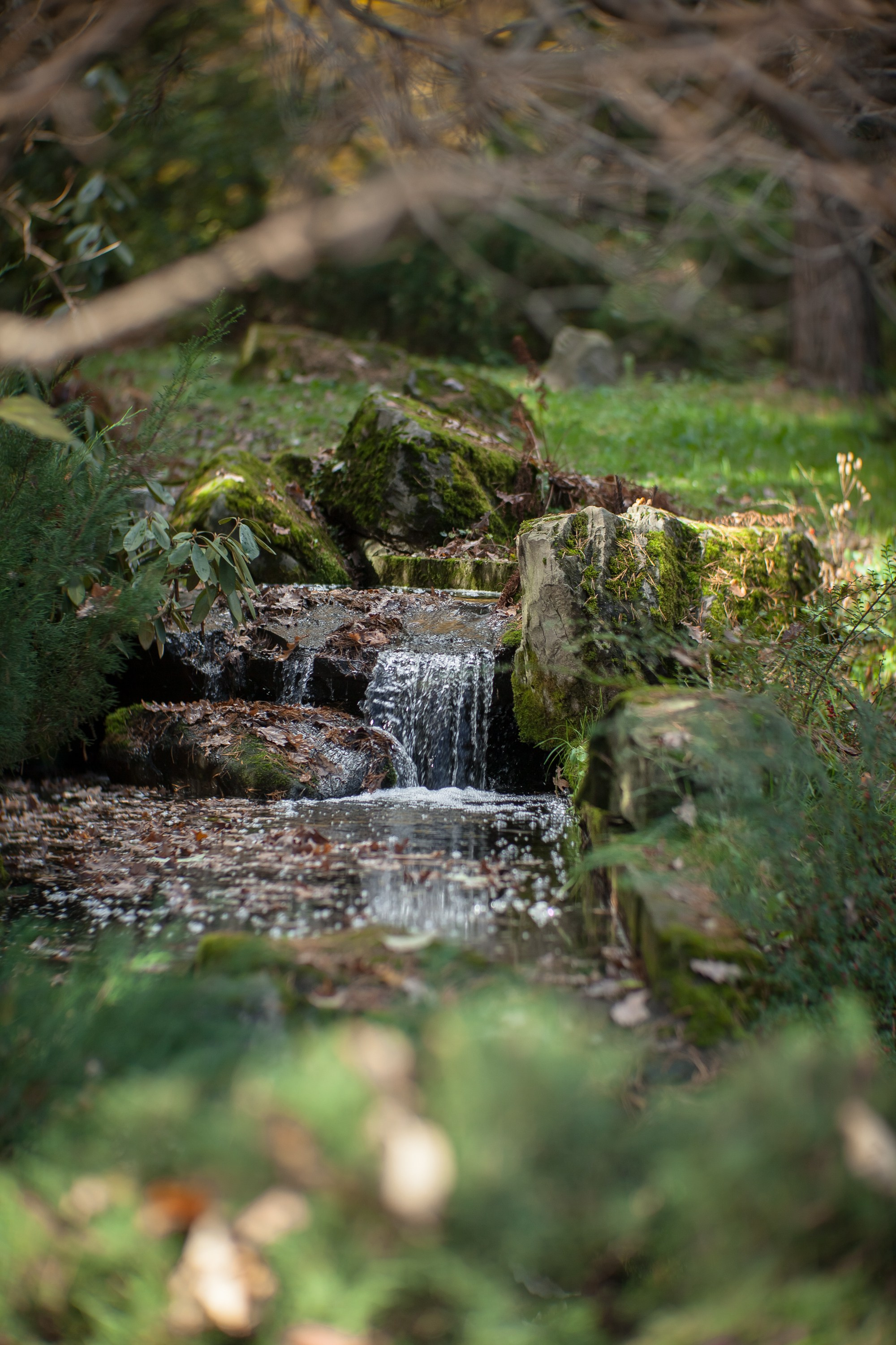 Ботанический сад имени Н. В. Цицина. Фотограф Виталий Туманов. Туманов Виталий — фотограф Москва