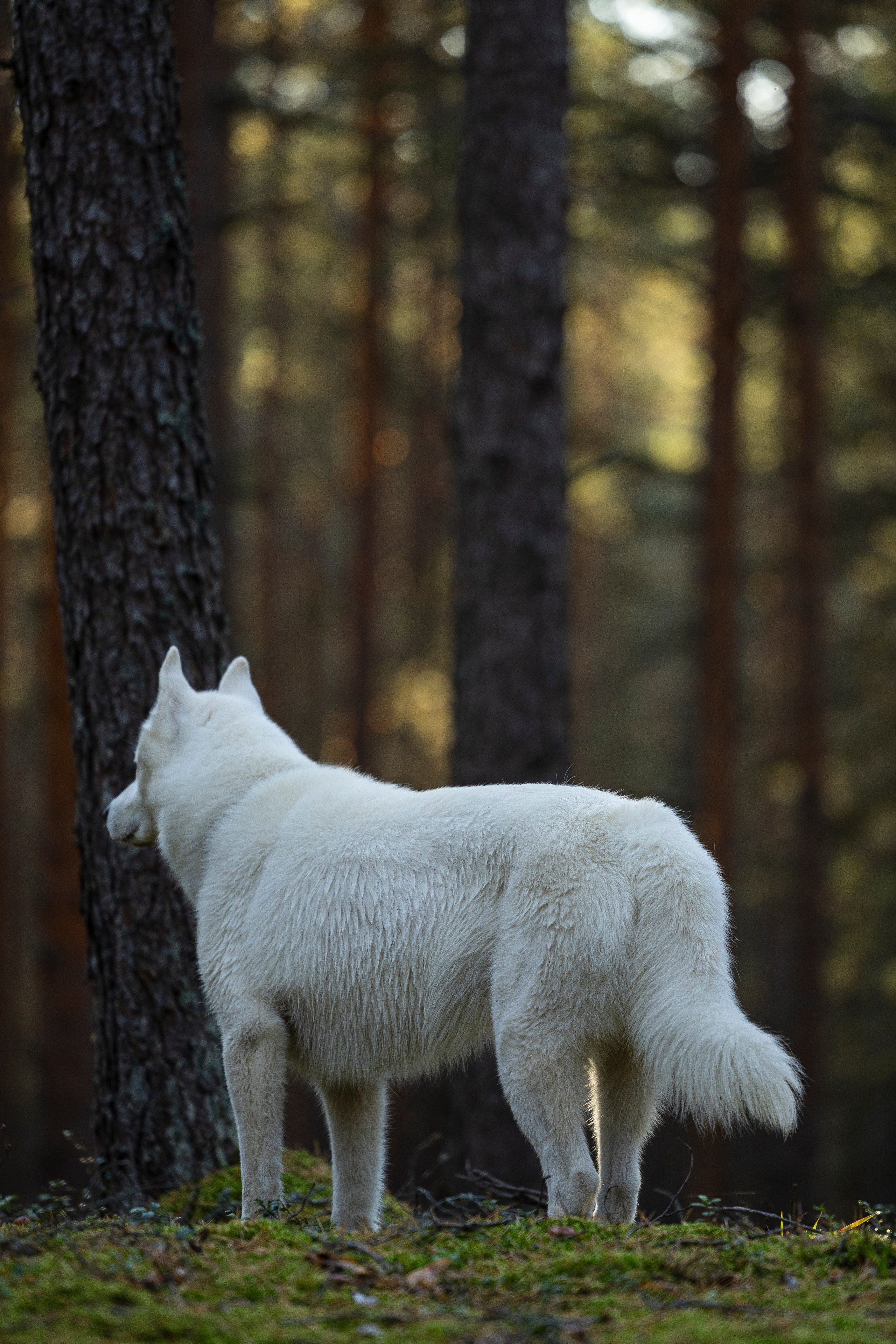 Гаруда и Рейн. Фотограф-анималист Анна Маринич
