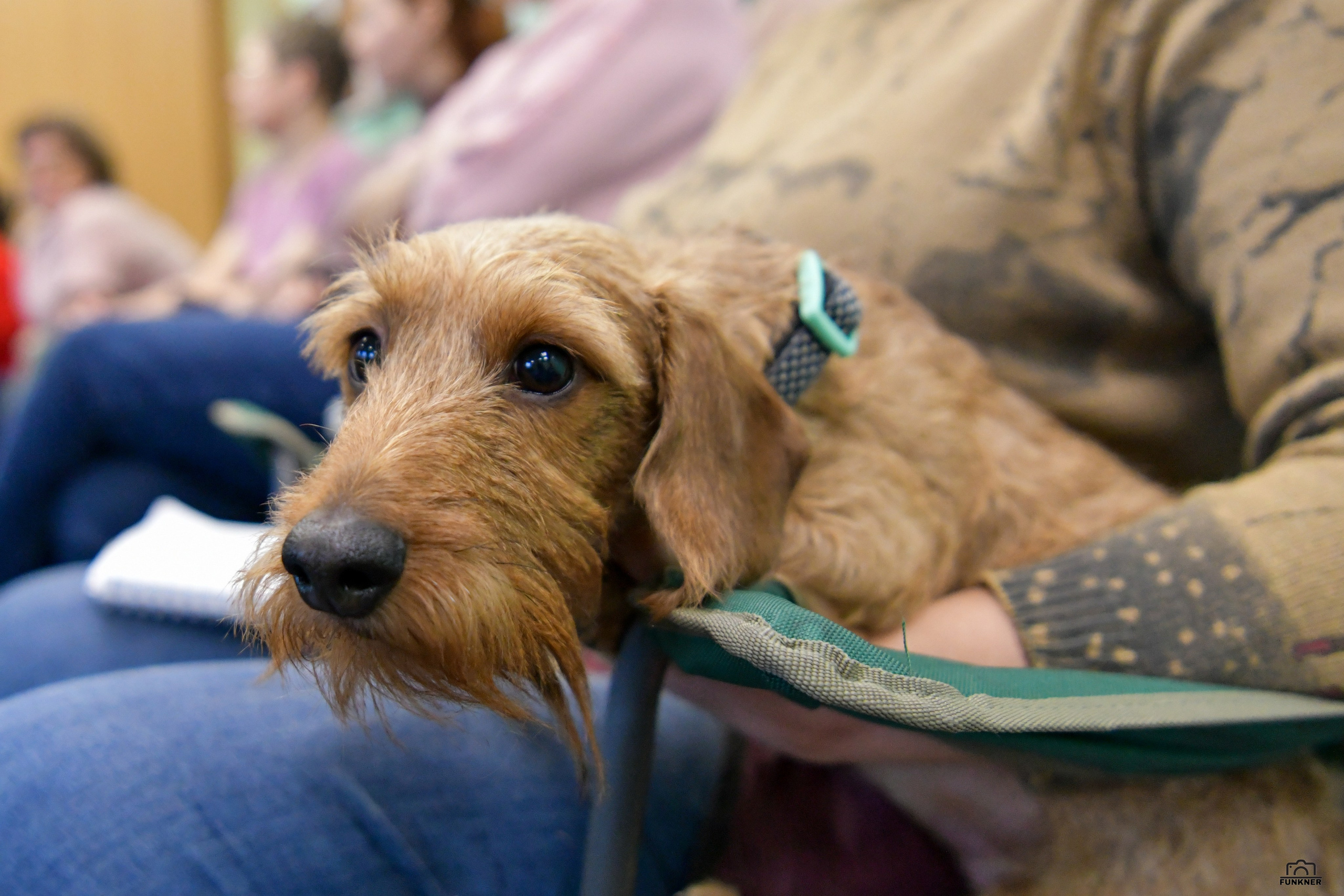 Кинологический клуб «Бодрый хвост». Свой взгляд через объектив